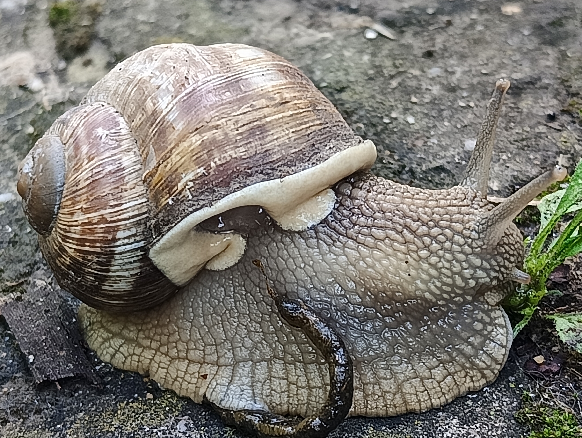 A large snail is on a rough, gray surface, possibly a stone or pavement. The snail has a coiled, brown and tan shell with visible striations. Its body is extended, revealing a textured, gray skin. Two prominent antennae extend upwards from its head, and two smaller tentacles are visible below them. A dark, somewhat coiled object, possibly another smaller creature or part of the snail's anatomy, is positioned on its body. Green vegetation is visible in the lower right corner of the image. The scene appears to be outdoors, with the lighting suggesting daytime. There is no indication of the city of Biliaivka, Ukraine, or any human presence in this image.