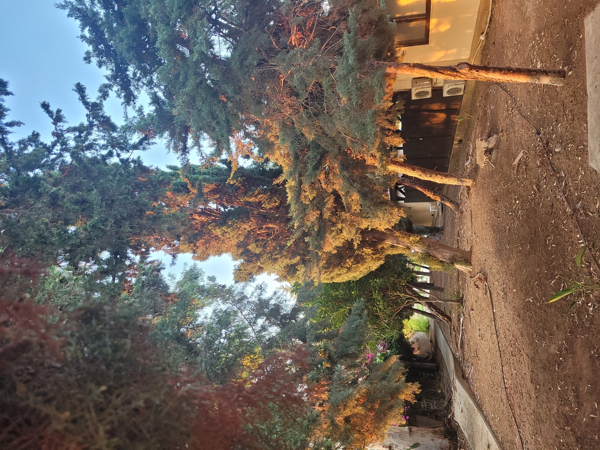 A warm, golden-hour light bathes a natural, slightly unkempt outdoor area in Tserkezoi, Cyprus. The scene is dominated by several mature trees, their branches dense with greenery, casting long shadows across a dry, dusty ground covered with fallen leaves and twigs. A concrete path winds through the scene, leading towards a building in the background. The building appears to be a light-colored structure with a wooden fence or wall and a window. Two outdoor air conditioning units are mounted on the building's exterior. The overall impression is one of a tranquil, natural setting, perhaps a garden or yard, bathed in the soft glow of late afternoon or early morning sun. There are no people visible in the image.