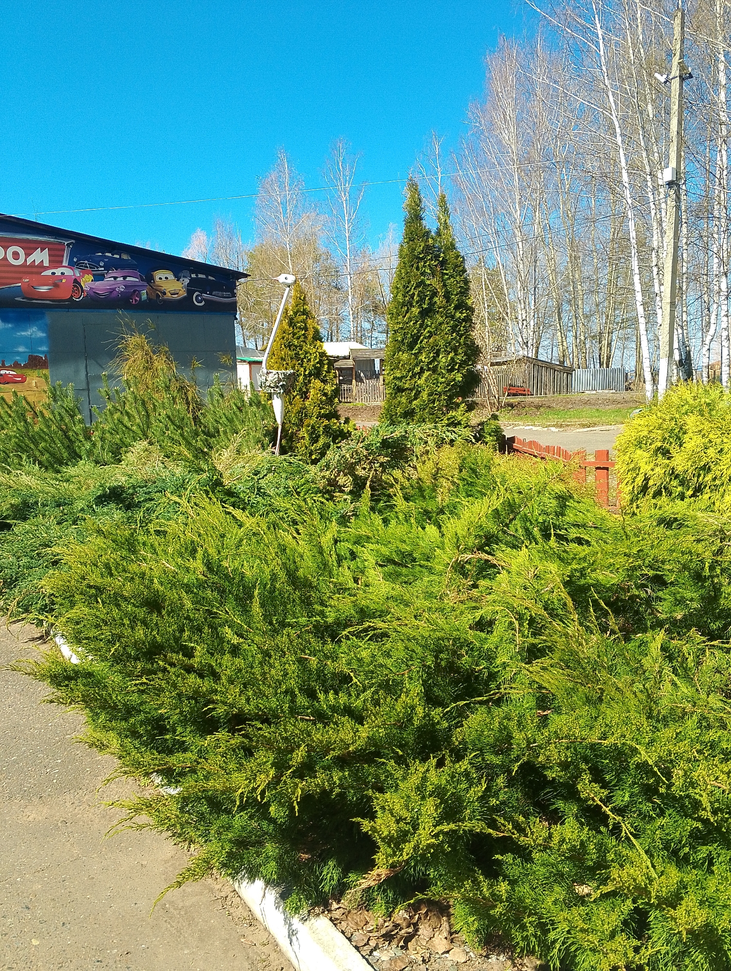The image depicts a street scene, likely in a residential area, potentially in Chaikovsky, Russia. The sky is clear and blue. The foreground is dominated by lush green bushes, which appear to be juniper or similar low-growing shrubs. Behind the bushes, there are two taller, conical evergreen trees. In the background, there are bare birch trees, some buildings with dark-colored roofs, a red fence, and a utility pole with a device attached. To the left, there is a building with a prominent mural featuring characters from the Disney Pixar film "Cars". The scene suggests a somewhat neglected but still maintained environment. There are no people visible.