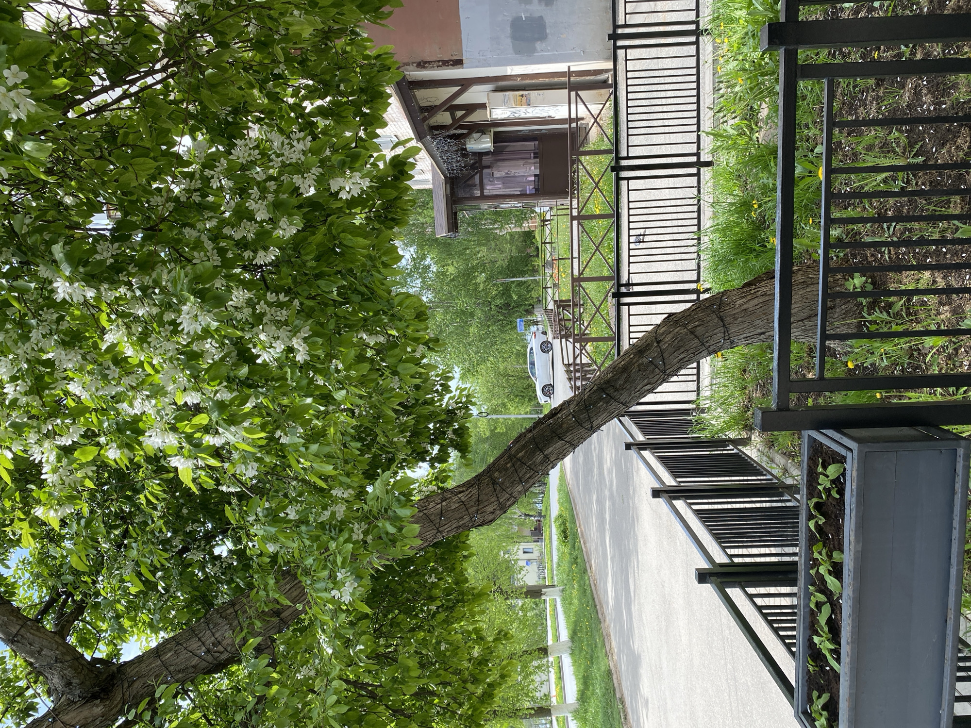 The scene depicts an outdoor view in Votkinsk, Russia, featuring a tree with white blossoms extending over a pedestrian walkway. The walkway is bordered by a black metal fence and a planter box containing small green plants. A residential or commercial building is visible in the background, along with trees and a white vehicle parked on the street. The sky is partly visible through the tree branches.