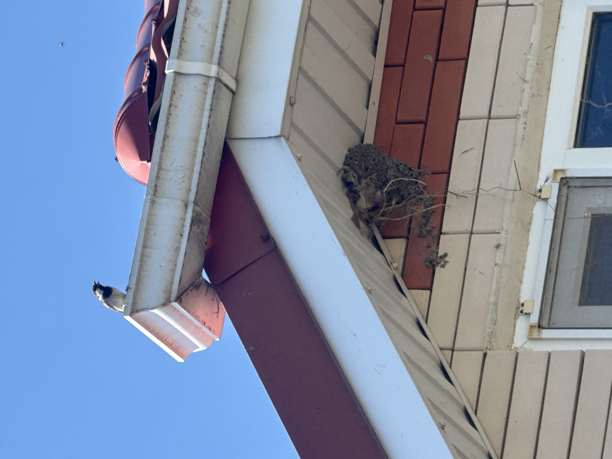 A bird is perched on the edge of a white gutter under a red tiled roof against a clear blue sky. Below the gutter, a swallow's nest is attached to the side of a house, constructed from mud and straw. The house has a combination of light-colored horizontal siding and red and light-colored brickwork. A portion of a window frame is visible at the bottom of the image. The scene appears to be an exterior shot of a building in a residential area.