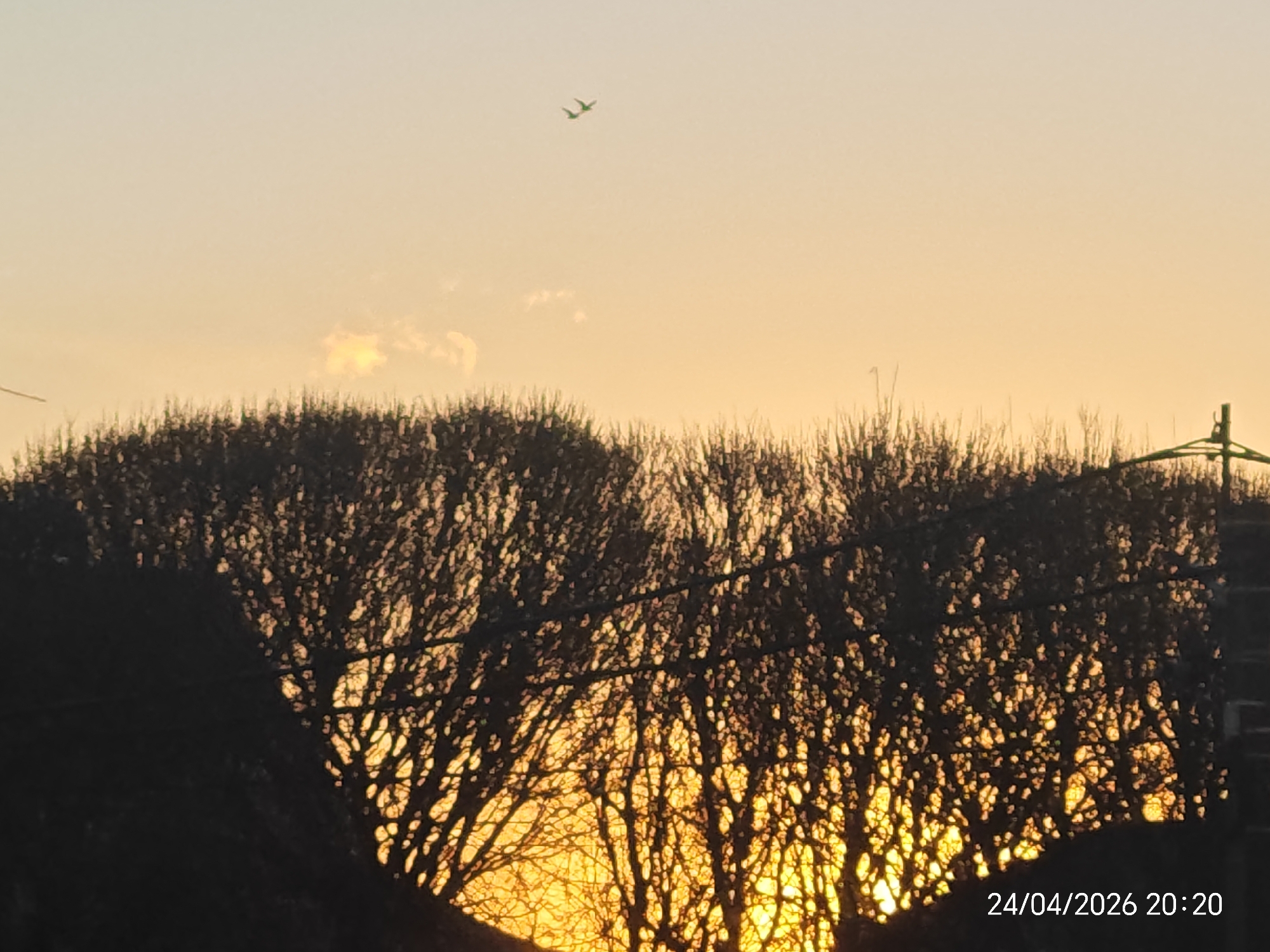 An outdoor scene captured during sunset or twilight is depicted, characterized by a warm, golden and orange sky. The prominent subjects are a line of bare, deciduous trees silhouetted against the bright, low sun. Their intricate, leafless branches create a dense, dark pattern in the foreground and midground, with the radiant light of the sun filtering through the gaps, creating illuminated points.
In the upper portion of the sky, a small, dark silhouette of an airplane is visible, flying from left to right. Faint, wispy clouds, subtly illuminated by the fading sunlight, are scattered across the expansive sky. On the far right, a dark, angled structure, possibly a utility pole or antenna, is partially visible extending above the treeline. The sky transitions from a rich golden-orange near the horizon to a lighter, paler hue higher up.
The image carries a timestamp "24/04/2026 20:20" in the bottom right corner, indicating the photograph was taken at 8:20 PM on April 24, 2026, confirming it is an evening shot. The overall scene conveys a sense of peacefulness and natural beauty at dusk.