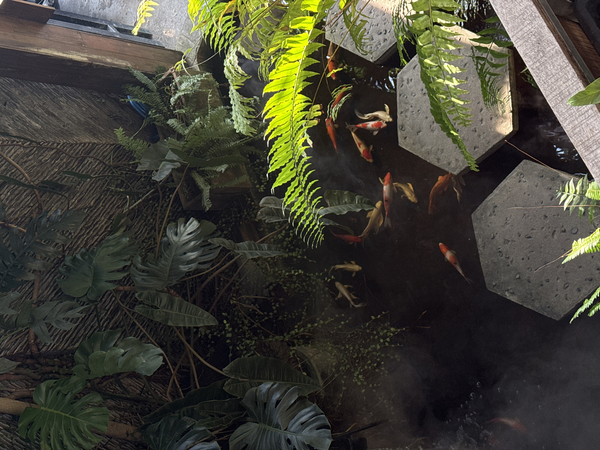 The image depicts an outdoor koi pond situated in a tropical, lush environment, likely a garden or courtyard in Nha Trang Ward, Vietnam. The pond itself is dark, with a noticeable amount of steam or mist rising from its surface, obscuring parts of the water and some of the fish. Several koi fish are visible swimming in the pond; they are predominantly orange, white, and red. The pond is partially bordered by large, hexagonal, gray stepping stones, suggesting a pathway or decorative feature. Surrounding the pond is dense, green foliage, including large-leafed plants like Monstera and various types of ferns, casting shadows and creating a shaded, jungle-like atmosphere. In the background, a rustic wooden wall or structure is visible, along with a textured, woven material, hinting at the architectural style of the location. The lighting suggests it is daytime, with sunlight filtering through the leaves, creating highlights on the ferns. There are no people visible in the image.
