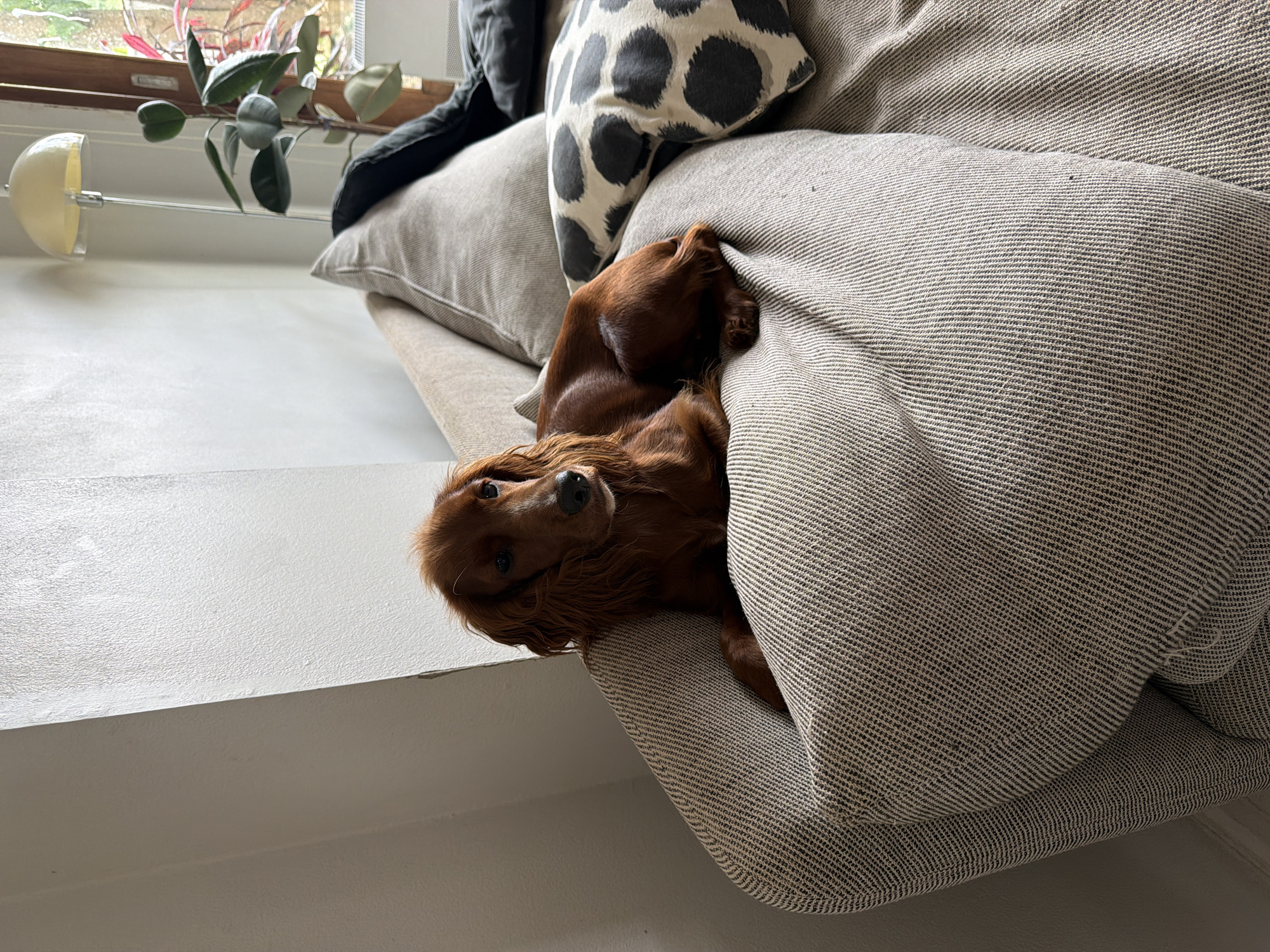 A medium shot depicts an Irish Setter nestled into a sofa. The dog is reddish-brown with long, wavy hair, and is lying on its side, its head resting on the edge of the sofa. The sofa has a textured, grey fabric and is topped with a few pillows. One pillow has a black-and-white speckled pattern. A small houseplant is visible near a window behind the sofa. The wall is painted white. The photo was likely taken indoors and appears to be in a residential setting, potentially in Chang Phueak, Thailand.