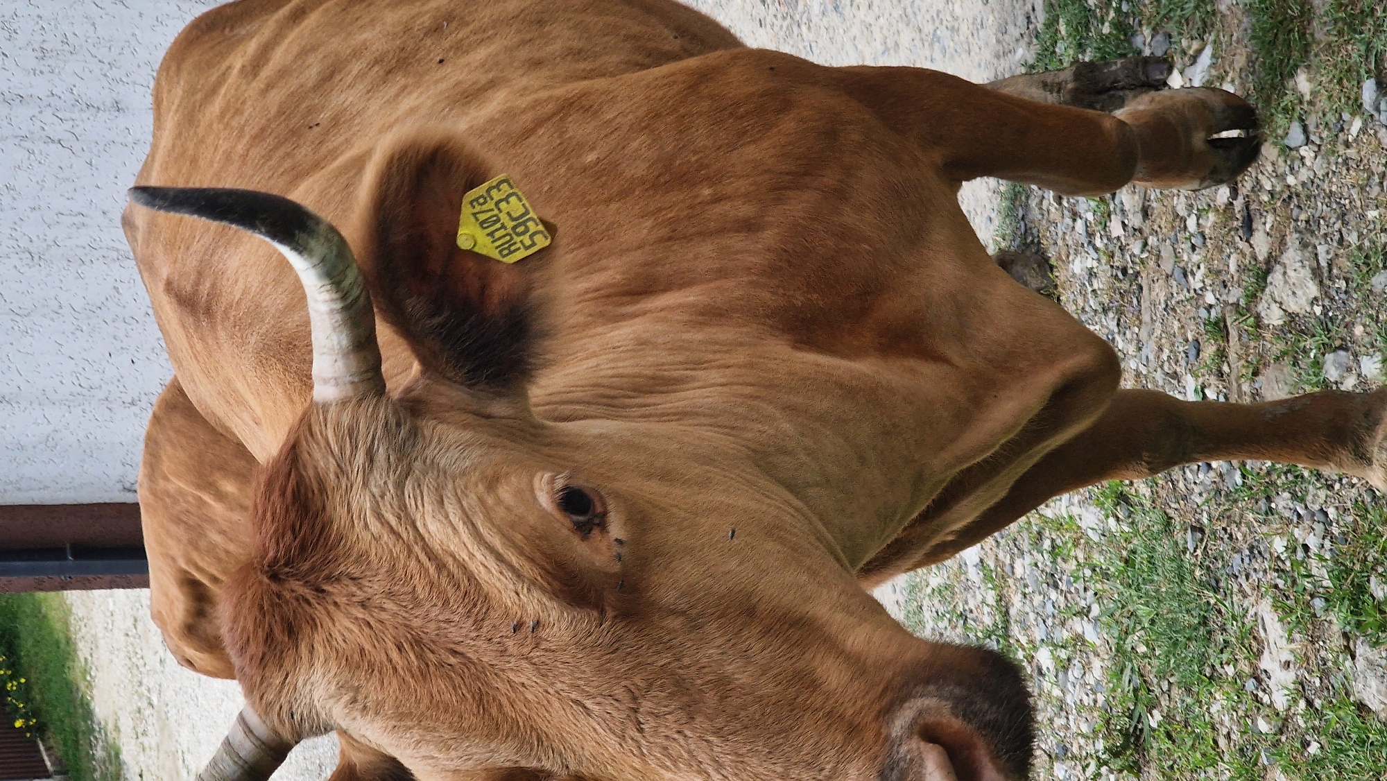 A close-up, eye-level shot depicts a brown cow with short, curved horns. The cow's head and upper torso are the primary focus, angled slightly to the left. A yellow ear tag with black lettering, reading "RU107a 59C33," is attached to its right ear. Several small flies are visible on the cow's face and body. The cow stands on a gravelly surface with sparse green grass. In the background, a textured white wall and a dark vertical post are visible. The scene is outdoors, with indications of a rural or semi-rural environment, consistent with the location of Verkhovskoye, Russia, a village known for its agricultural activities.