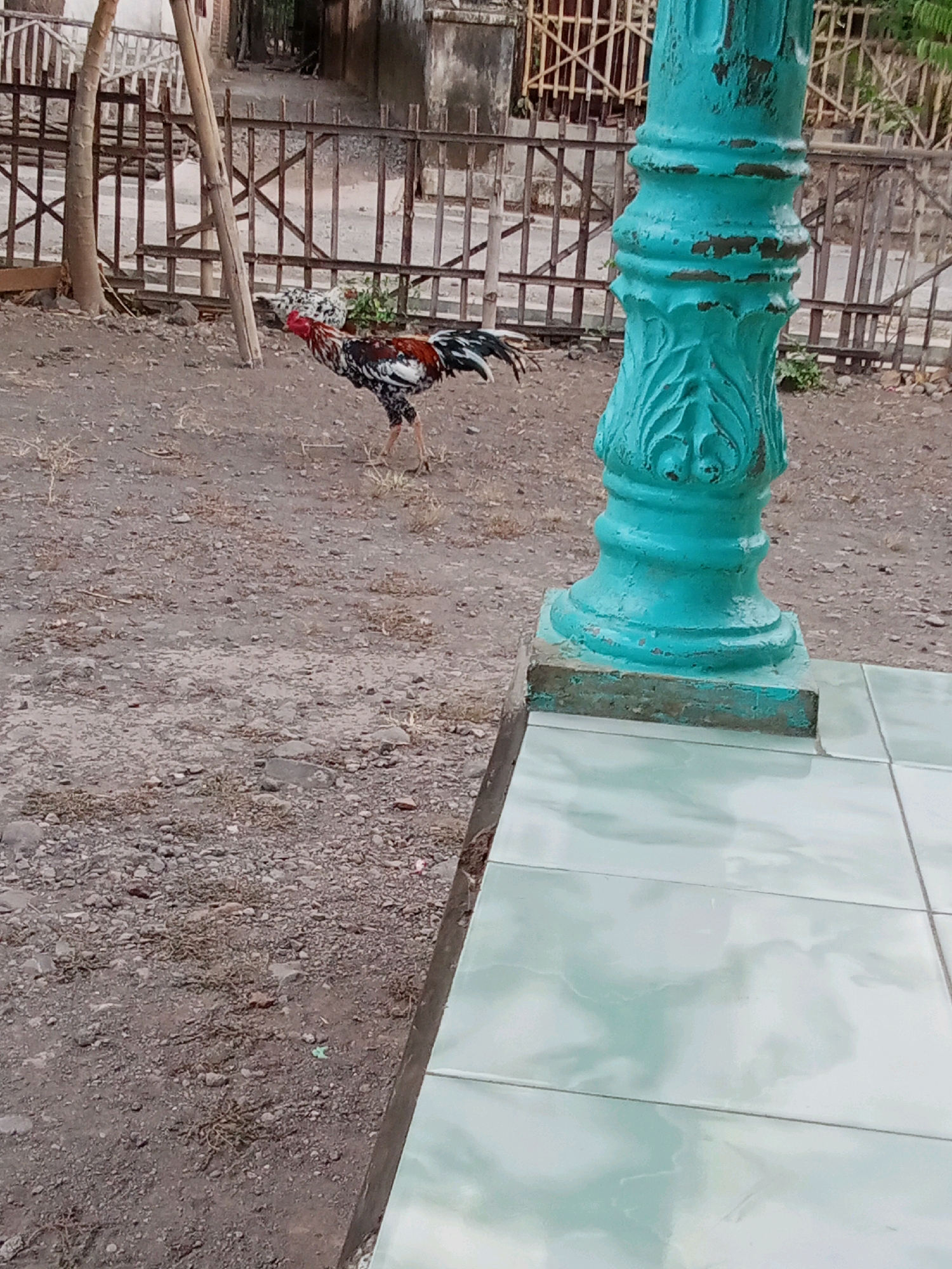 The image depicts an outdoor scene with a rooster prominently featured in the foreground, walking on a dirt and gravel ground. The rooster is multi-colored, displaying shades of red, black, white, and gold. In the background, a weathered teal-colored column stands to the right, with intricate carvings and chipped paint. Beyond the column, a rustic fence made of bamboo and wood encloses an area with some vegetation. A building with an open doorway is visible behind the fence. The ground is covered with sparse dry grass and small stones. The scene appears to be located in a rural or semi-urban area, possibly in Trebungan, Indonesia, given the architectural style and the presence of the rooster. The lighting suggests it is daytime.