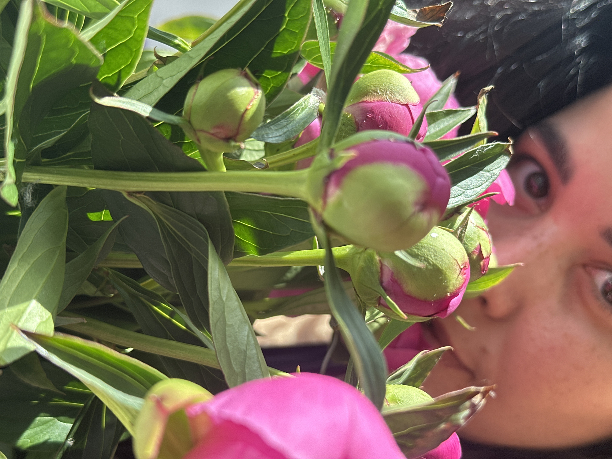 A close-up, high-angle image depicts a dense arrangement of peony buds and foliage, with a human face partially visible in the background. In the immediate foreground, multiple peony buds display a vibrant green base transitioning to rich pink and magenta tips, some exhibiting small water droplets. The buds are surrounded by sharp, serrated green leaves, which show distinct vein patterns and highlights from bright lighting. Interspersed among the buds are visible green stems. In the midground, more dark green foliage and obscured pink flower petals are present. The background reveals the upper portion of a human face, characterized by dark eyebrows, a visible eye looking forward, and subtle freckling on the skin. Dark hair is visible on the left side of the face. The lower facial features are obscured by the flowers. The overall lighting is bright and directional, creating strong highlights on the foliage and buds. The scene is set in the city of Unknown, Unknown.