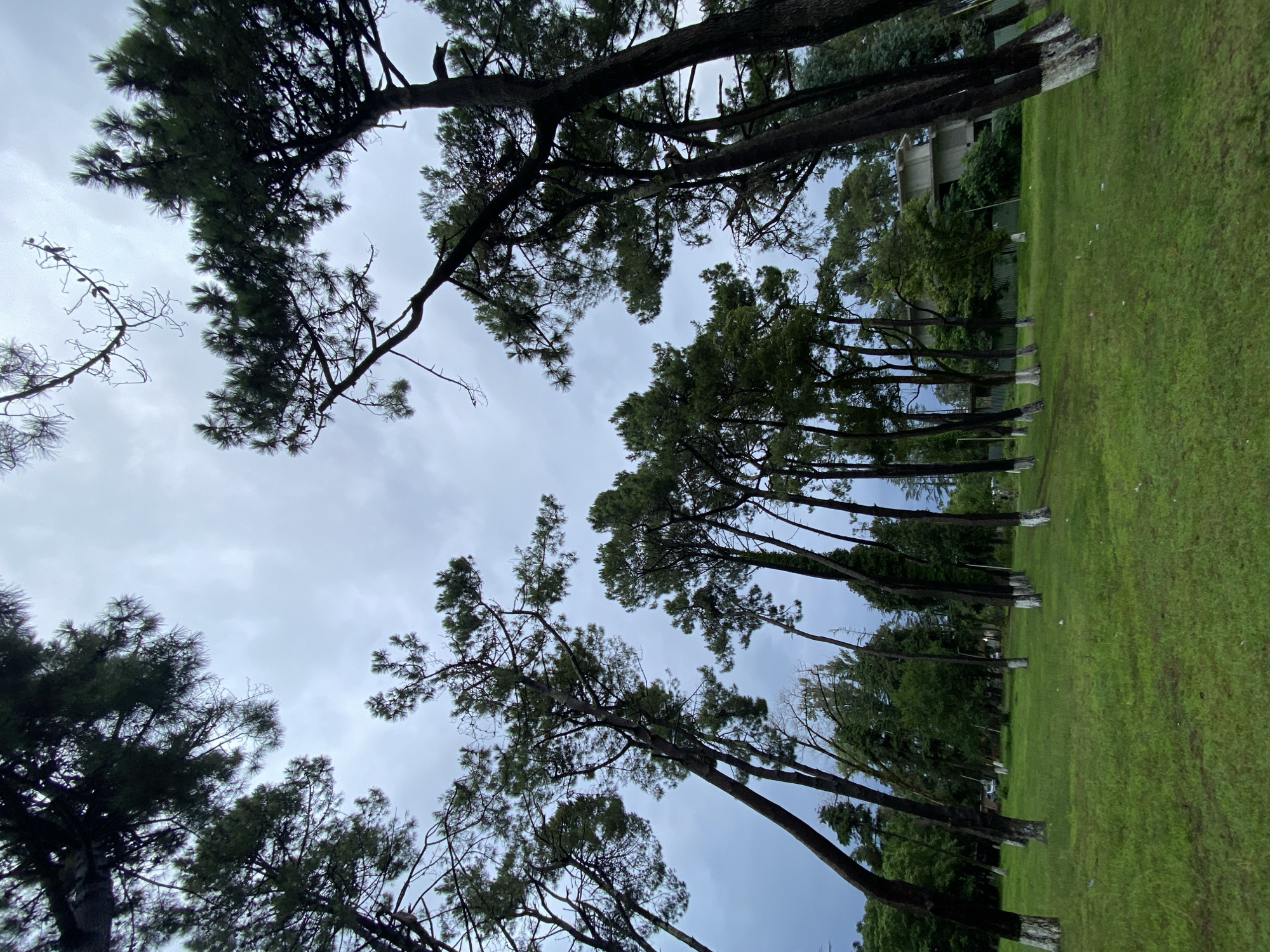 The image shows a view of a park with tall pine trees, their branches reaching towards a cloudy sky. The grass is green and lush, with some trees having their lower trunks painted white. In the background, a building with an unusual architectural style can be seen through the trees. The overall atmosphere is one of a natural, slightly overcast day in a park setting.
