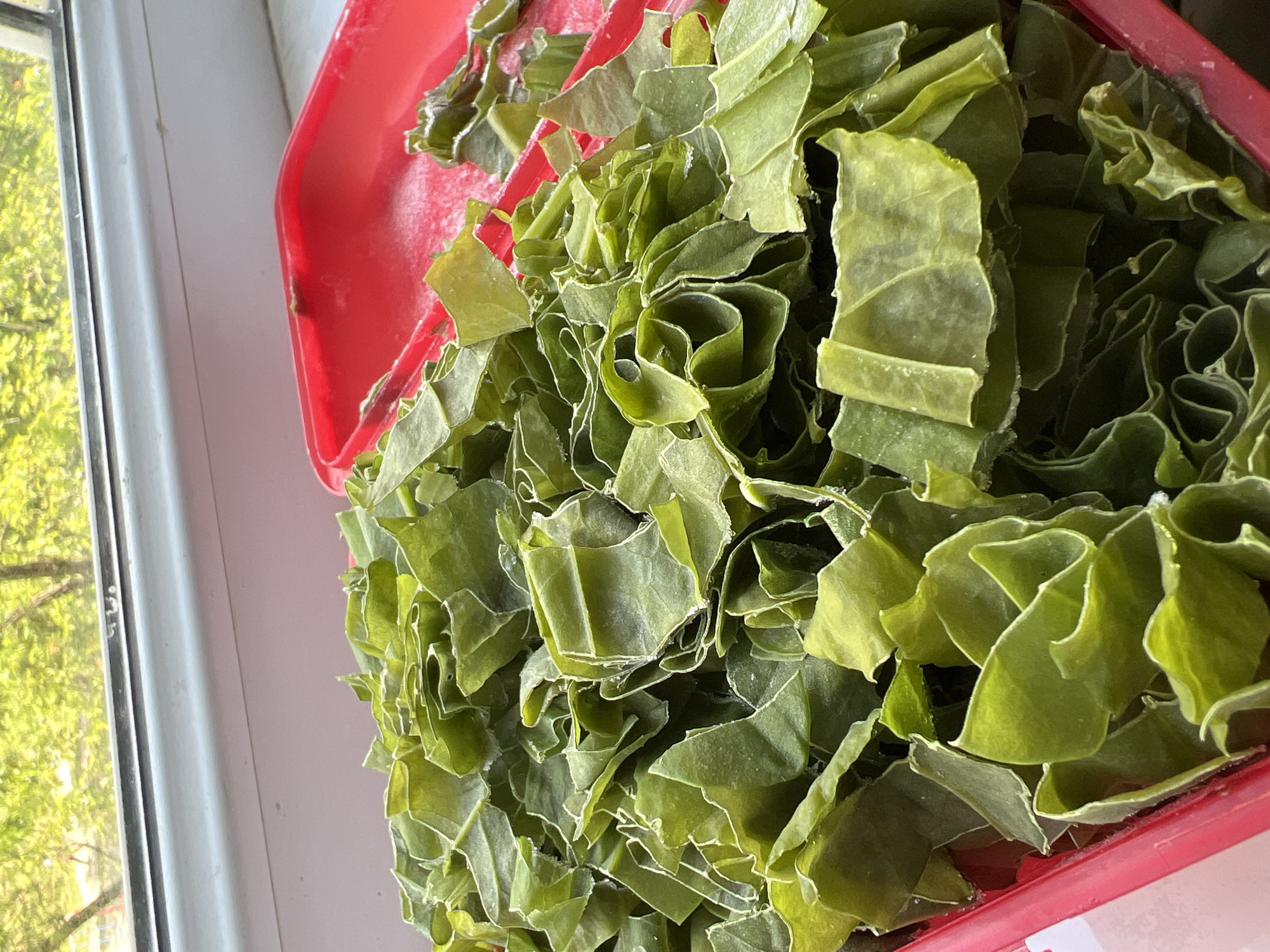 An overhead shot captures a large quantity of green, leafy material, likely a chopped vegetable or herb, filling a bright red plastic container. The leaves are irregularly cut, with some pieces appearing flat and others curled or folded, creating a textured surface. Many of the leaf edges and some surfaces have a lighter, almost frosted or powdery appearance, suggesting they might be dried, frozen, or processed in some way.
The container is positioned indoors, next to a window on the left side of the frame. The window frame is white or light gray. Outside the window, blurred green foliage, likely from trees or bushes, is visible, indicating a view of nature. The lighting suggests it is daytime, with bright light coming from the window, illuminating the green leaves and highlighting their contours. No specific identifying text or branding is visible on the container or any other part of the image. The scene conveys a moment of preparation or storage of this green food item.