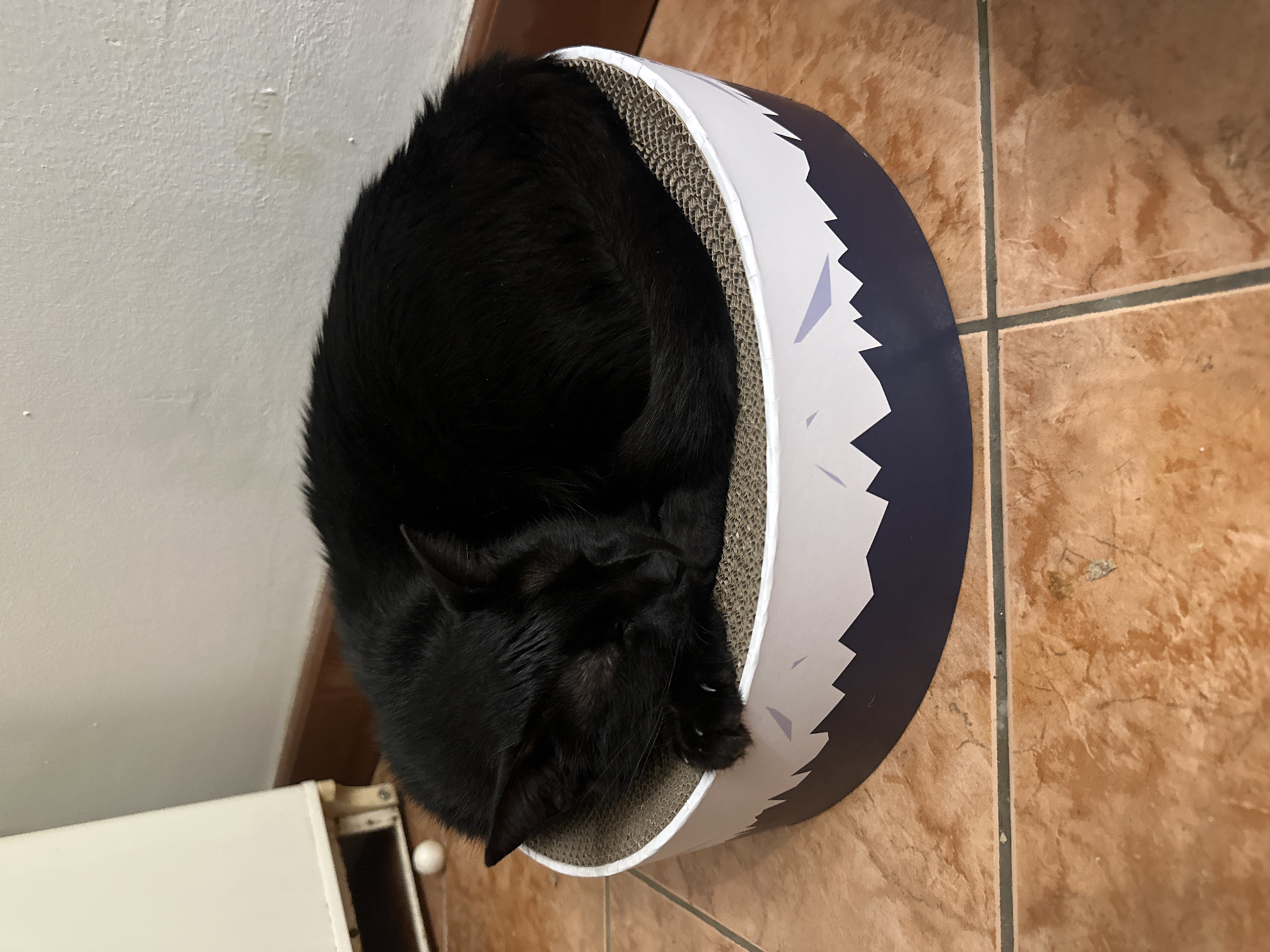 An indoor scene depicts a black domestic cat resting in a circular cardboard cat bed/scratcher. The cat is curled into a tight ball, with its head tucked in and eyes closed, indicating sleep. Its front paws are visible, showing extended claws. The cat bed features a corrugated cardboard surface for scratching and a white and dark blue exterior with a stylized mountain or jagged peak pattern. The cat bed rests on a floor composed of light brown/orange square tiles with dark gray grout lines. In the background, a light-colored wall, possibly white or off-white, rises above a dark brown baseboard. To the far left, a portion of a light-colored, possibly fabric-covered, rectangular object or piece of furniture on light-colored legs is visible. A small, white spherical object, possibly a toy, lies on the tiled floor near this furniture. The lighting is consistent with an interior setting. The exact location within the city of Budva, Montenegro, is not discernible from the visual information provided.