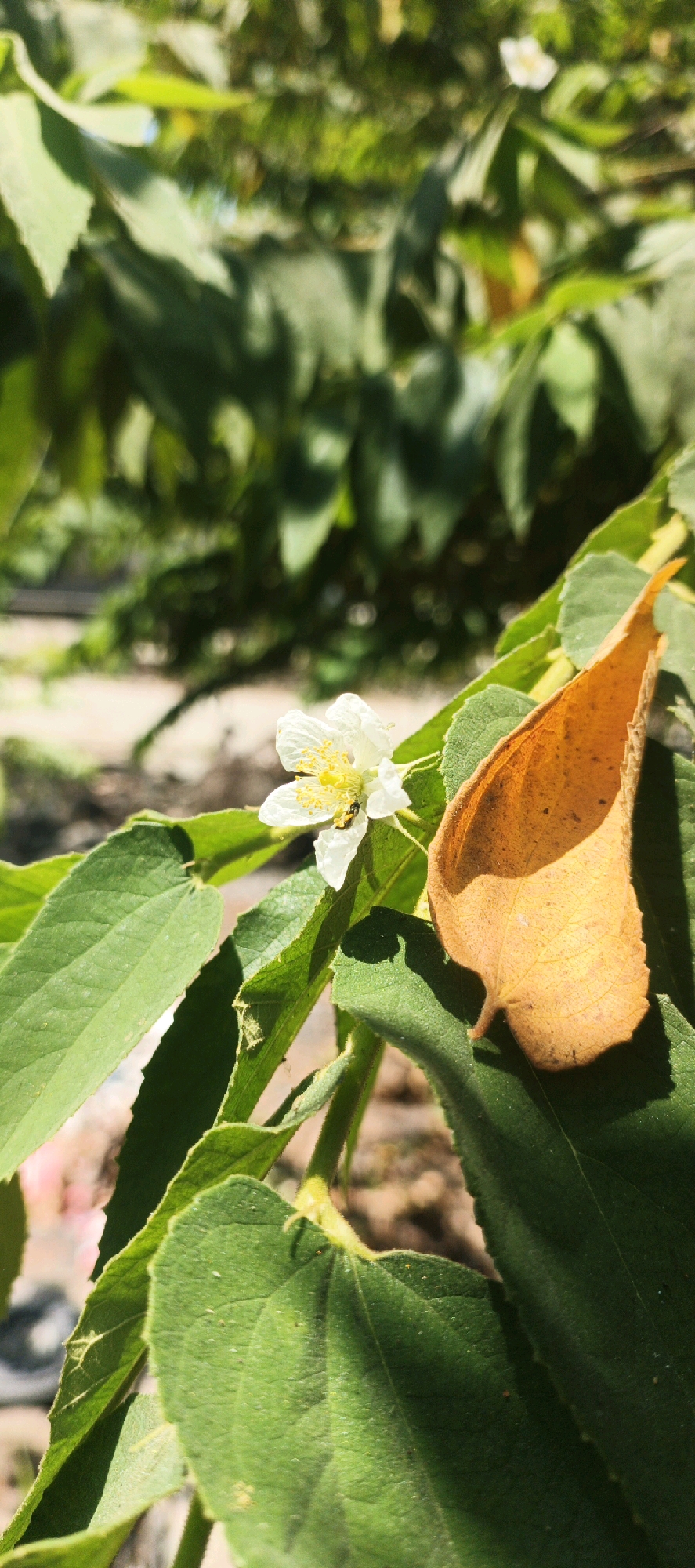 A macro photograph captures a single, small white flower with yellow stamens on a branch amidst lush green foliage. To the right of the flower, a dried, orange-brown leaf rests on a green leaf, its texture detailed and prominent. The background is softly blurred, showing more green leaves and a hint of a sunlit, earthy ground. There are no people visible in the image. The location is Sidodadi, Indonesia.