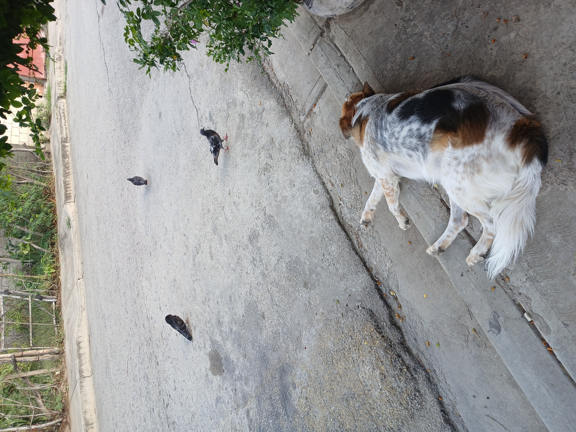 A mixed-breed dog with patches of brown, black, and white fur is lying on its side on a concrete sidewalk. The dog appears to be sleeping or resting. In the background, on the asphalt street, there are three pigeons. One pigeon is near the curb, another is further out in the street, and a third is closer to the foreground. The street is bordered by a sidewalk and a fence with vegetation behind it. The environment appears to be an outdoor urban setting.