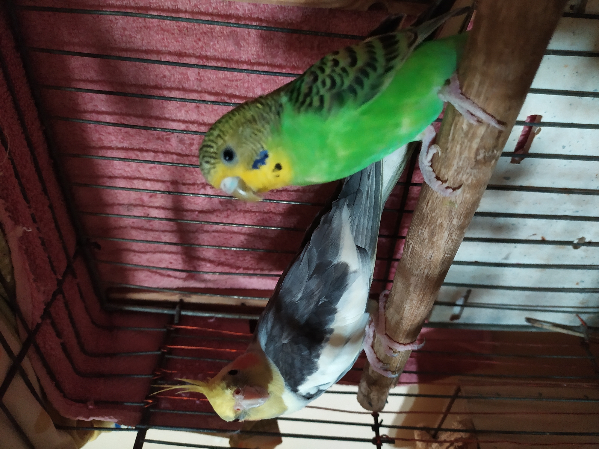 Two birds are perched on a wooden dowel inside a cage. The bird on the left is a cockatiel with a yellow crest, grey wings, and a white chest. The bird on the right is a green budgie with yellow and black markings. The cage has a pink fabric backing and a metal grate. The image appears to be taken indoors, but no specific location in the city of Bilajari, Azerbaijan, is discernible.