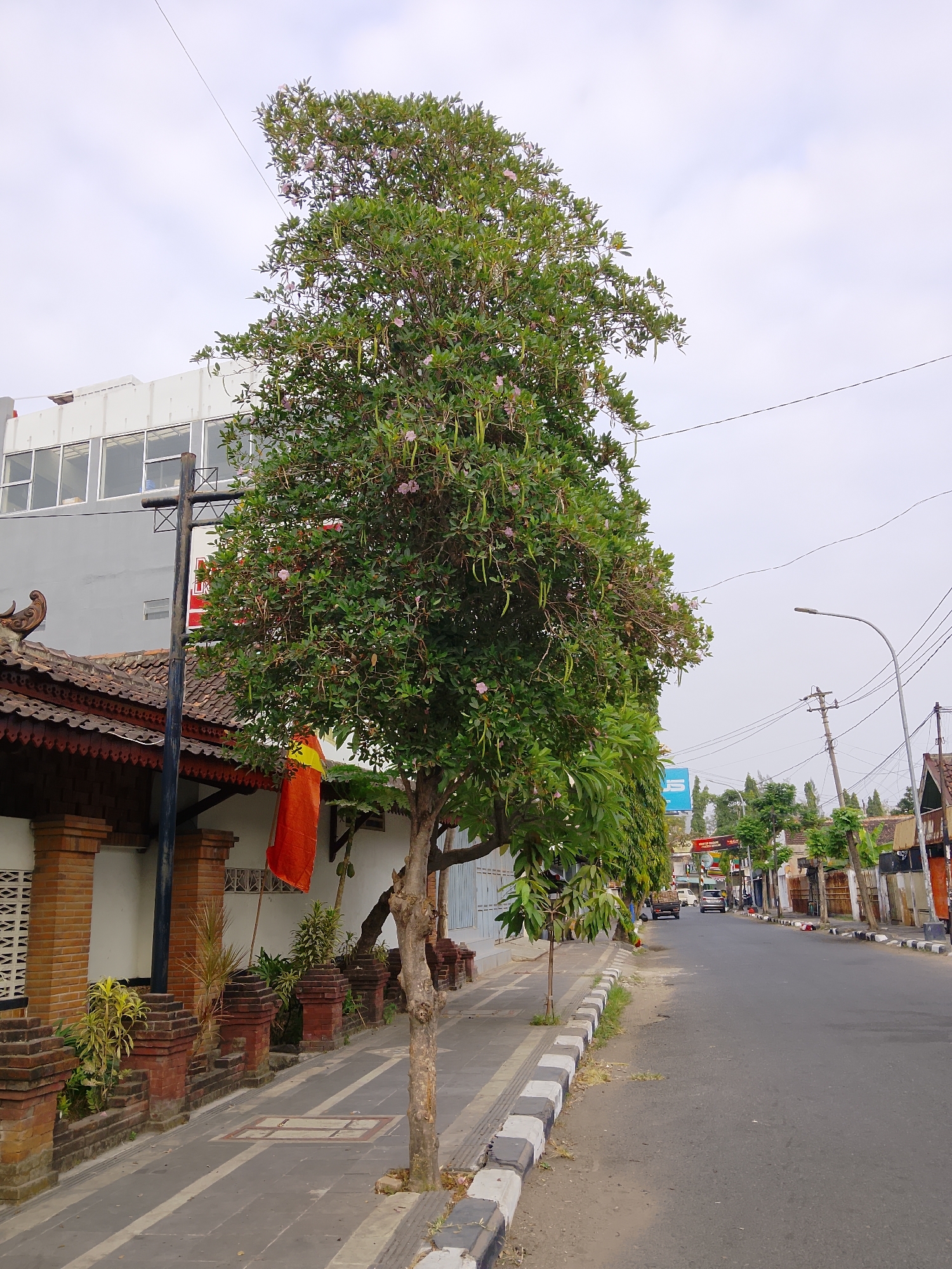A medium shot captures a tree with long, green seed pods and a few pink flowers on a sidewalk in Ngelo, Indonesia. The tree is in the foreground, to the left of the image. Behind the tree is a building with a tiled roof and ornate brick pillars. The sidewalk is paved with grey stones and bordered by a black and white striped curb. The street runs parallel to the sidewalk and appears to be empty of pedestrians, but several cars and a truck are visible in the distance. The sky is overcast and the overall atmosphere is calm and quiet.