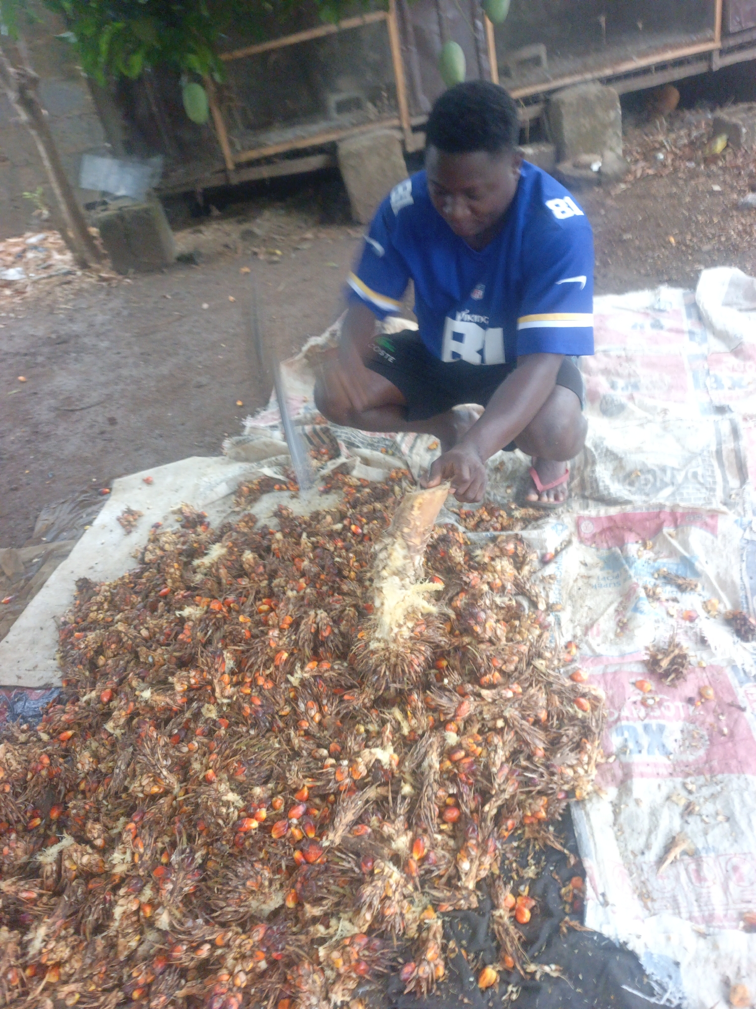 A man in Akwanga, Nigeria is crouched over a large pile of what appears to be palm fruit on a white and patterned cloth spread on the ground. He wears a blue football jersey with "Vikings" printed on it, black shorts, and red sandals. He is using a machete to separate the fruit from the stem. The surrounding environment includes dirt ground, some vegetation, and a structure in the background.