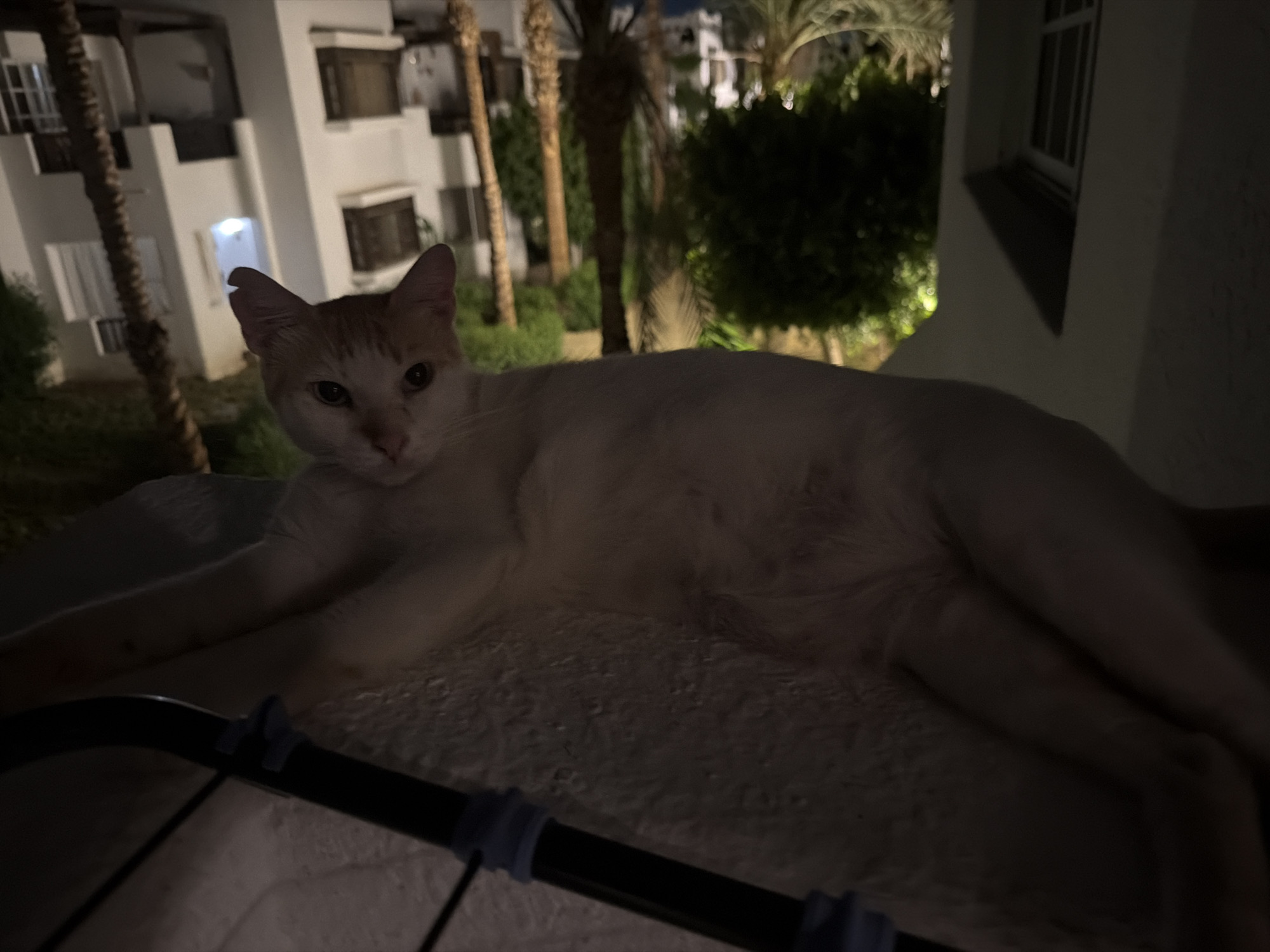 The image captures a cat lying on a textured surface in what appears to be an outdoor setting at night. The cat is predominantly white with orange markings on its head and tail. In the background, a multi-story building with a modern architectural style is visible, featuring balconies and windows. Several palm trees and dense foliage are also present, suggesting a warm climate. The scene is dimly lit, with artificial lights illuminating parts of the building and the vegetation, creating a soft glow. In the foreground, a dark railing with blue accents runs horizontally across the bottom of the frame. The location is identified as Sharm El Sheikh, Egypt.