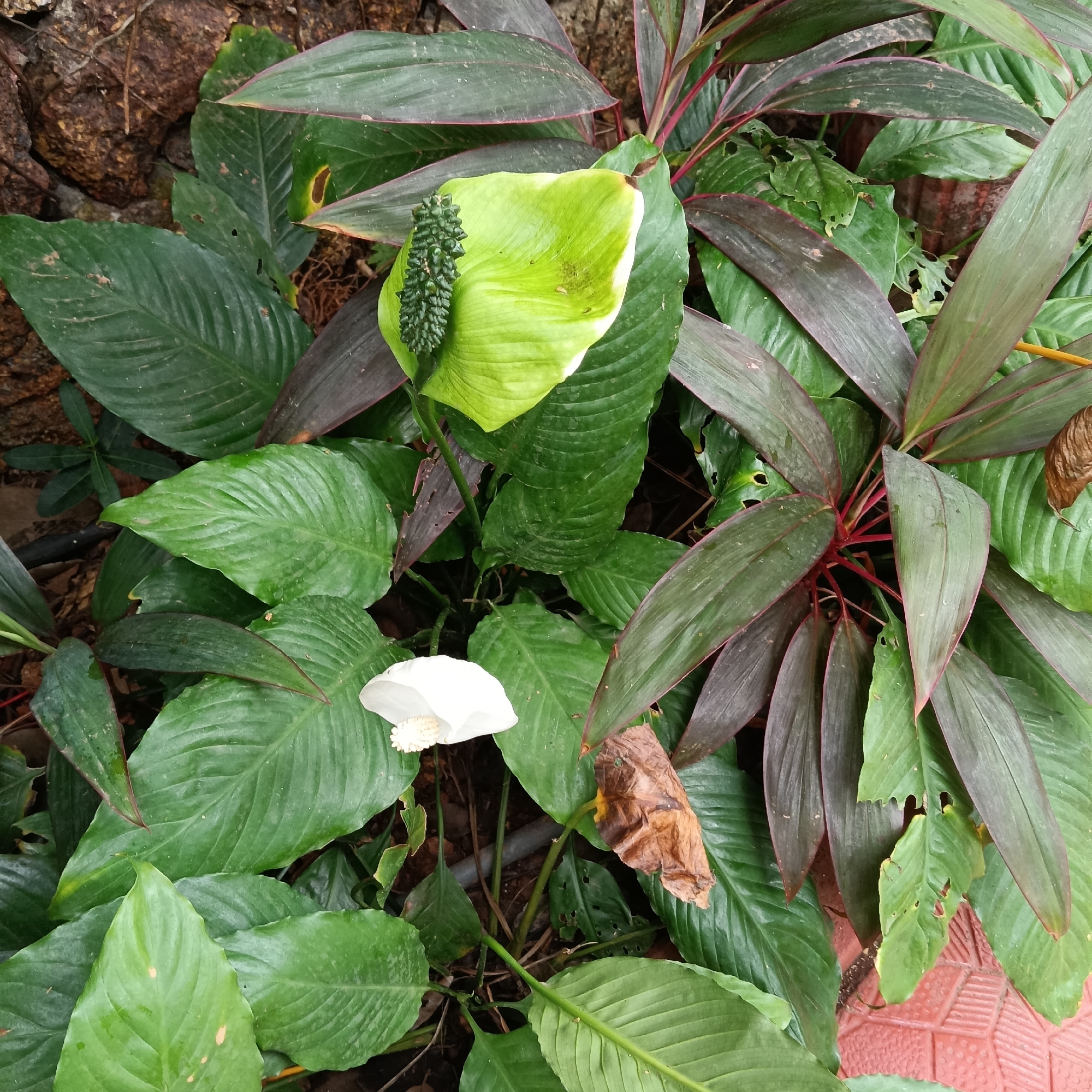 A high-angle shot depicts a lush collection of plants near a building, possibly in Anjuna, India. At the upper left is a portion of a rock feature. Dominating the frame are large, glossy, green leaves, identified as a Peace Lily. Interspersed among them is a Cordyline plant with dark burgundy and green leaves with red edging. Two flowers of the Peace Lily are visible. One is a pure white with a textured spadix; the other is a light green transitioning to white with a spadix. A dead, brown leaf also lies nearby. A black cable snakes through the lower leaves. At the lower right are orange tiles.