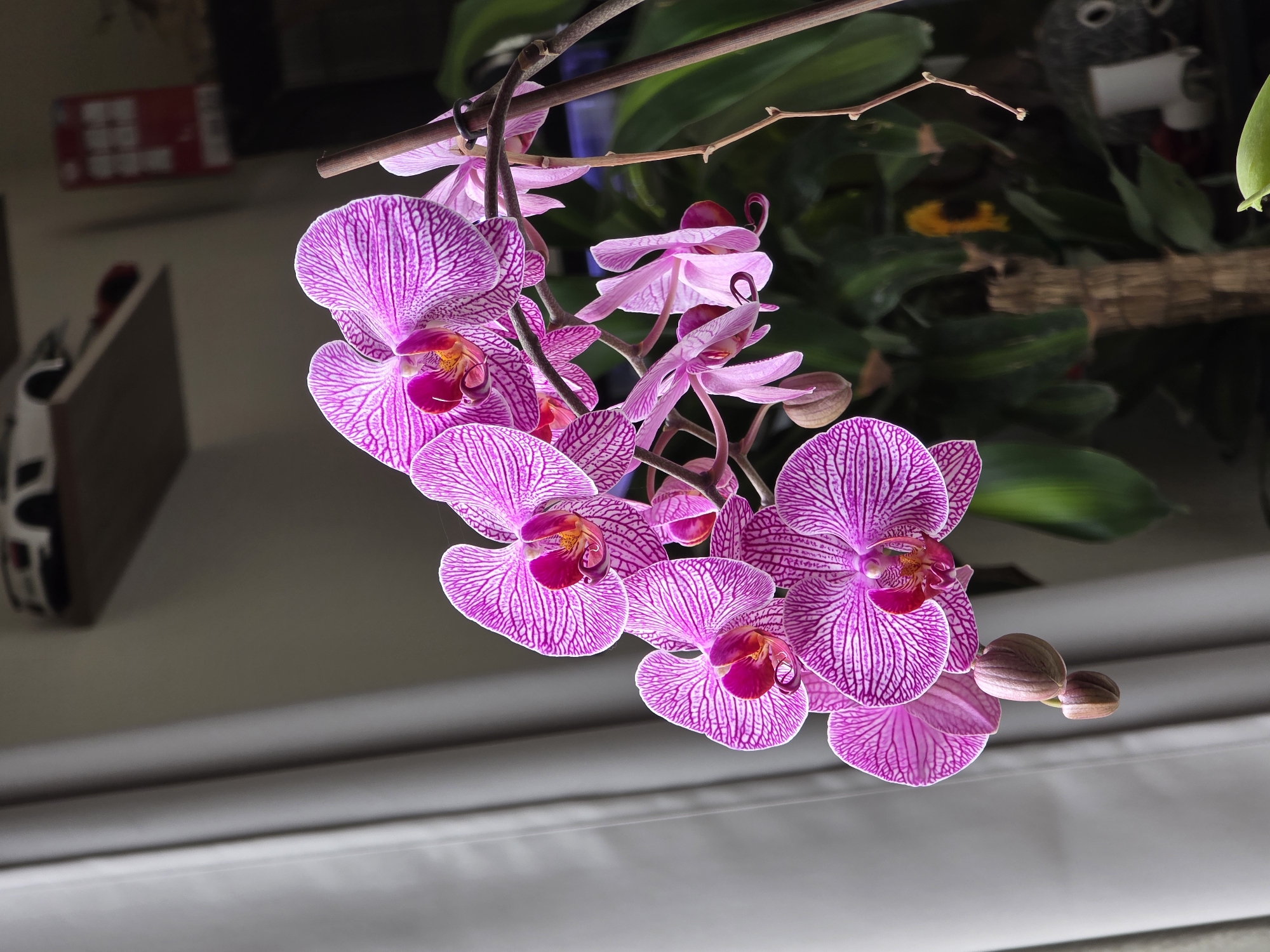 A close-up, downward-facing shot captures a cluster of vibrant Phalaenopsis (moth) orchids in bloom, likely suspended or hanging. The orchids display striking patterns of deep magenta and purple stripes against white petals, with a yellow and darker pink center. Several fully opened flowers are visible, along with a few smaller, unopened buds towards the bottom right of the cluster. The orchid stems are delicate and brown, with some dark clips holding them to a larger, thicker branch that extends diagonally across the upper part of the frame.
The background is softly blurred, indicating a shallow depth of field. Green foliage, possibly other plants, can be seen behind the orchids, suggesting an indoor or sheltered garden environment. In the top left, a dark, rectangular object with blurry white text, possibly a red package or box, is faintly visible. Below it, a lighter, angular object, possibly furniture or another decorative item, is also out of focus. On the right, hints of additional dark foliage and a thicker wooden element appear, along with a tiny, indistinct yellow patch and a grey, textured object. The bottom portion of the image shows a light grey, horizontal surface, possibly a window sill or a part of a wall, adding to the indoor impression.
There is no discernible activity or event taking place; the image is a still life focusing on the natural beauty of the flowers. The lighting suggests an indoor setting, possibly with natural daylight filtering in or artificial light, illuminating the orchids vividly against a slightly darker background. No specific time of day or weather conditions are explicitly indicated. The image's location context is Puebla, Mexico, though no visual cues within the photo itself confirm this. The text on the background object is too blurry to be read.