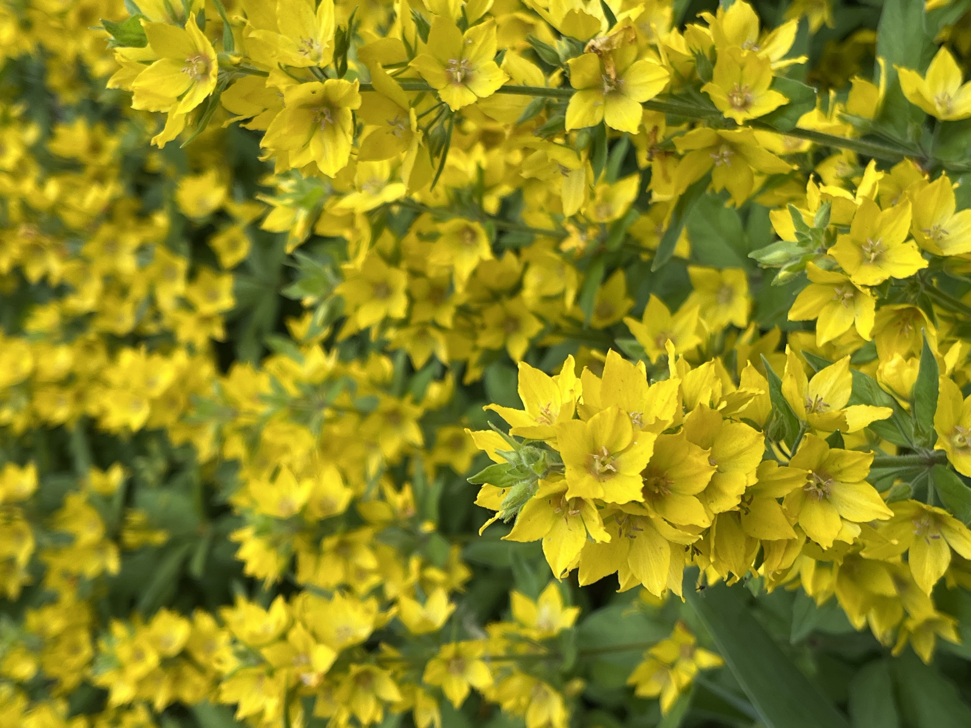 This is a close-up, vertical, full-frame shot of a dense cluster of bright yellow flowers, possibly Lysimachia punctata, commonly known as yellow loosestrife. The flowers are star-shaped with five pointed petals and are arranged in upright spikes. The background is a soft blur of more yellow flowers and green foliage, indicating a garden or natural setting. No people or structures are visible. The image is taken in Nizhny Novgorod, Russia, likely in a park or botanical garden. The lighting is natural, suggesting an outdoor scene during daylight hours.