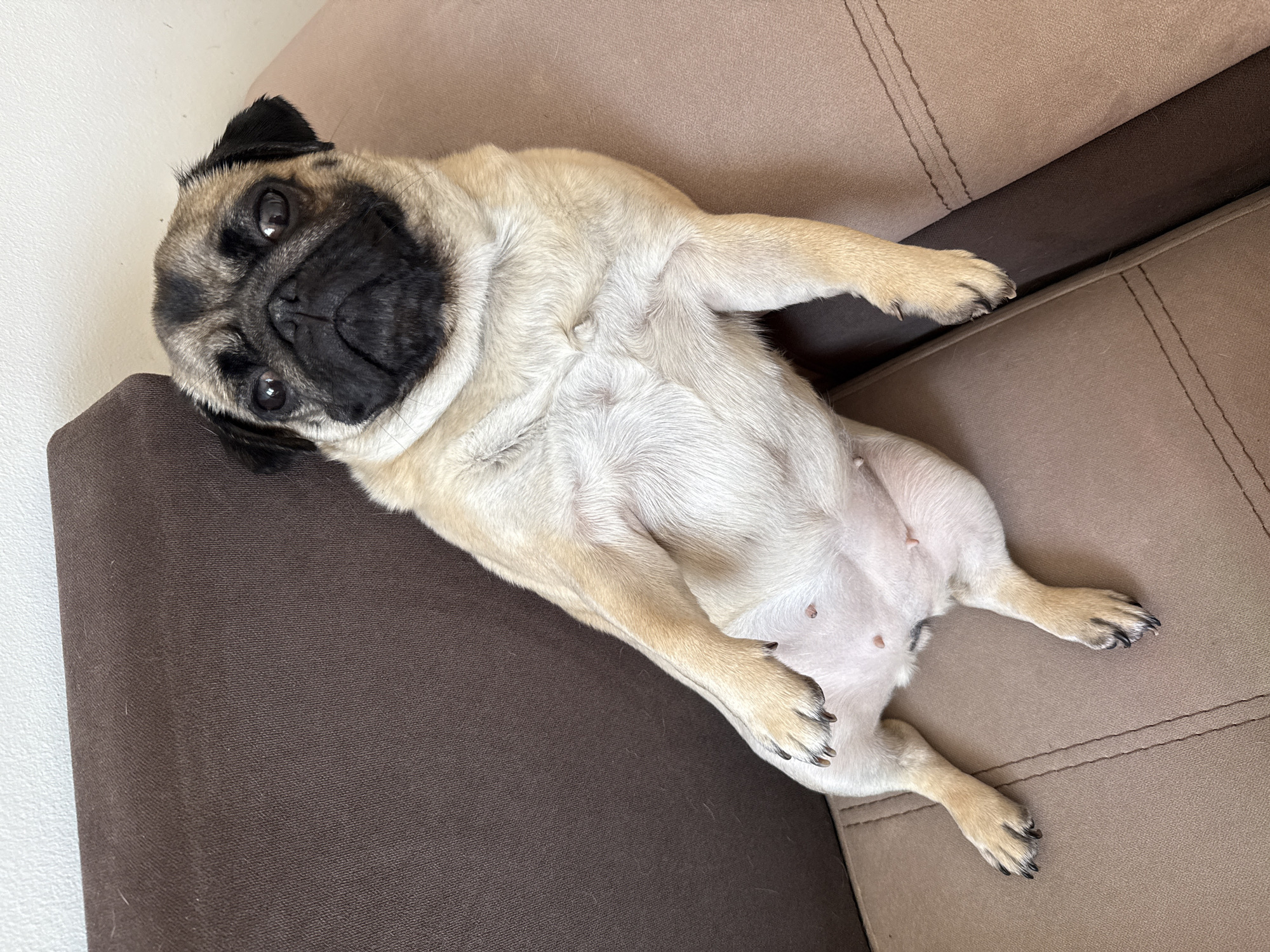 A tan and black pug dog is lying on a brown and tan couch. The pug's head is turned towards the camera, and its mouth is slightly open. Its front paws are resting on its chest, and its back legs are spread out. The couch is in a living room, with a white wall in the background. The lighting is natural, and the image is in focus.