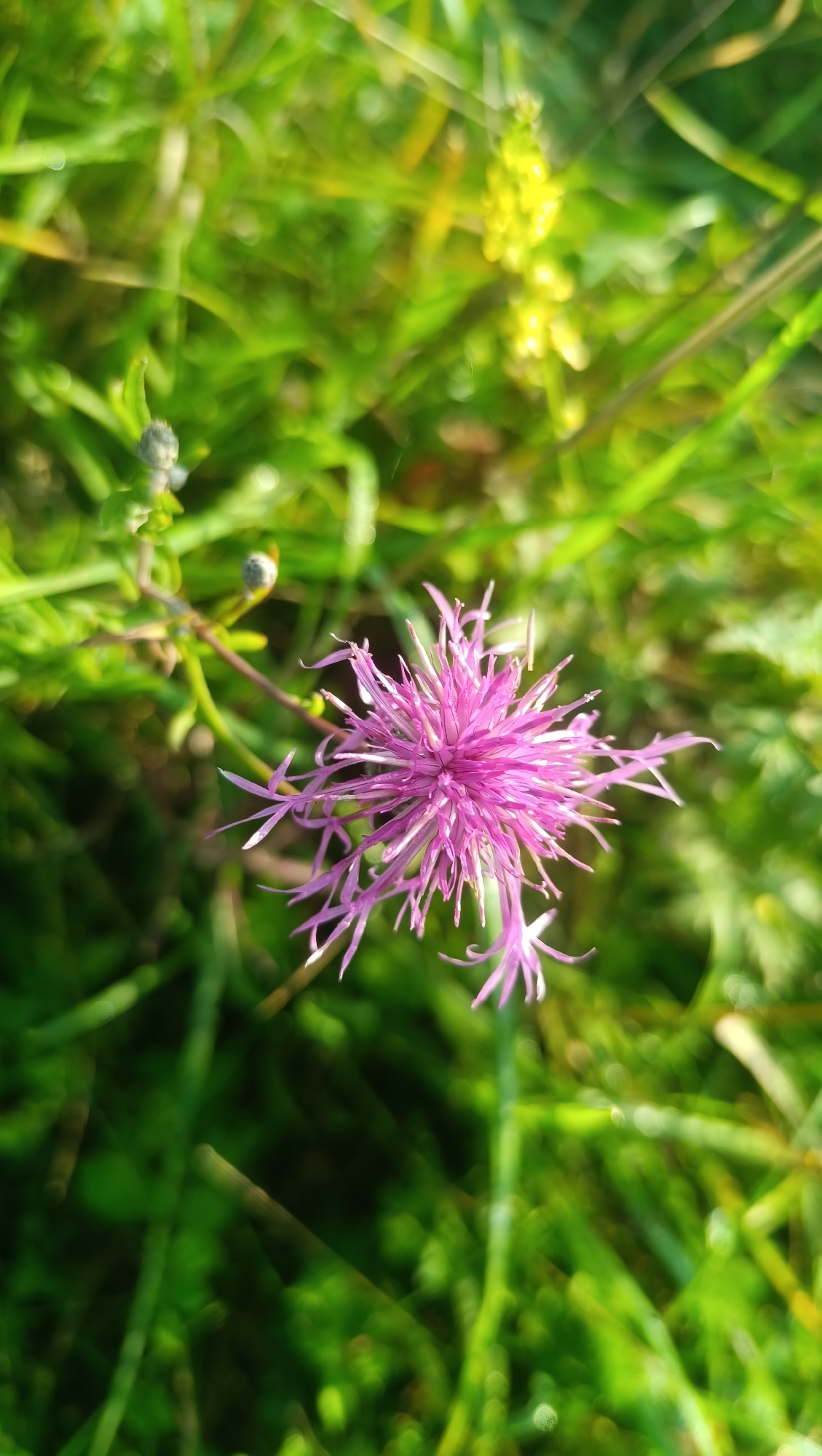 A close-up, high-angle shot focuses on a pink, thistle-like flower with delicate, spiky petals. The flower is centered in the frame, with a blurred background of green grass and some yellow-ish blossoms visible further back. The lighting suggests it is daytime, with sunlight illuminating the scene and creating a slight bokeh effect. There are no people or buildings visible, indicating an outdoor, natural environment, likely a field or meadow. The image is sharp on the flower, with the surrounding vegetation softly out of focus. The specific location in the city of Karsha, Russia is not discernible from the visual information alone.