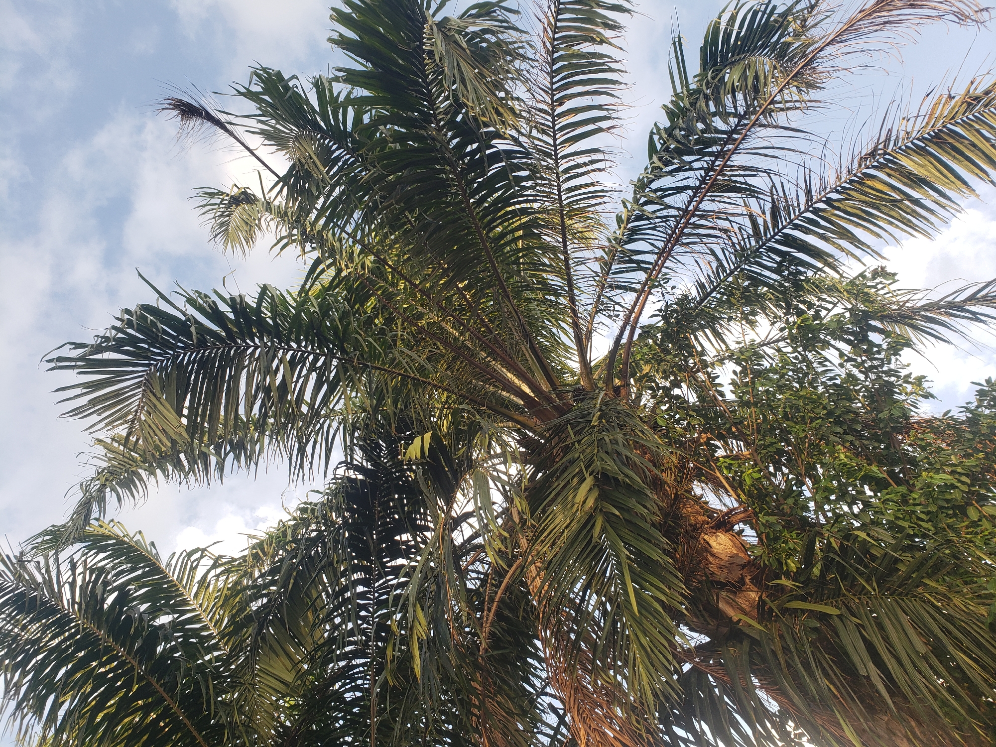 The image presents an upward view into the dense canopy of a palm tree, situated in the city of Gumel, Nigeria. The frame is primarily filled with numerous long, pinnate palm fronds, predominantly green in coloration, with some displaying darker or yellowed segments. These fronds are intercrossed, forming a layered and complex overhead structure. Toward the central and lower-left areas, additional clusters of smaller, broad-leafed green foliage are visible, integrated within the palm's fronds. Segments of the palm's textured trunk are discernible in the lower-mid sections, partially obscured by the surrounding foliage. The background consists of a bright, partly cloudy sky, showing patches of clear blue and scattered white clouds. The scene is illuminated by natural sunlight, with light penetrating through gaps in the leaves, producing bright highlights and backlit effects. No people, animals, or man-made structures are visible within the depicted natural environment.