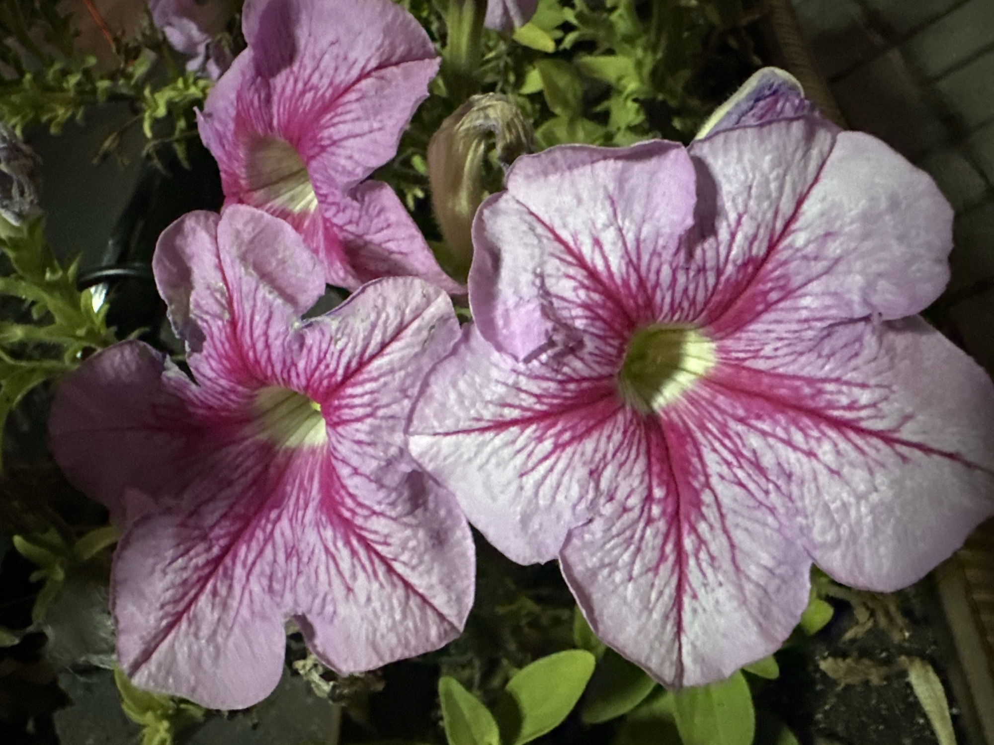 The image displays a close-up view of three light pink petunia flowers with dark pink veins. The flowers are in bloom, with their petals unfurled. The foreground is dominated by these flowers, with some green foliage and dark soil visible in the background. The lighting suggests it might be evening or a shaded area. There are no people or animals present in the image. The scene appears to be an outdoor setting, possibly a garden or flower bed. There is no information in the image to indicate the location in the city of Tomsk, Russia.