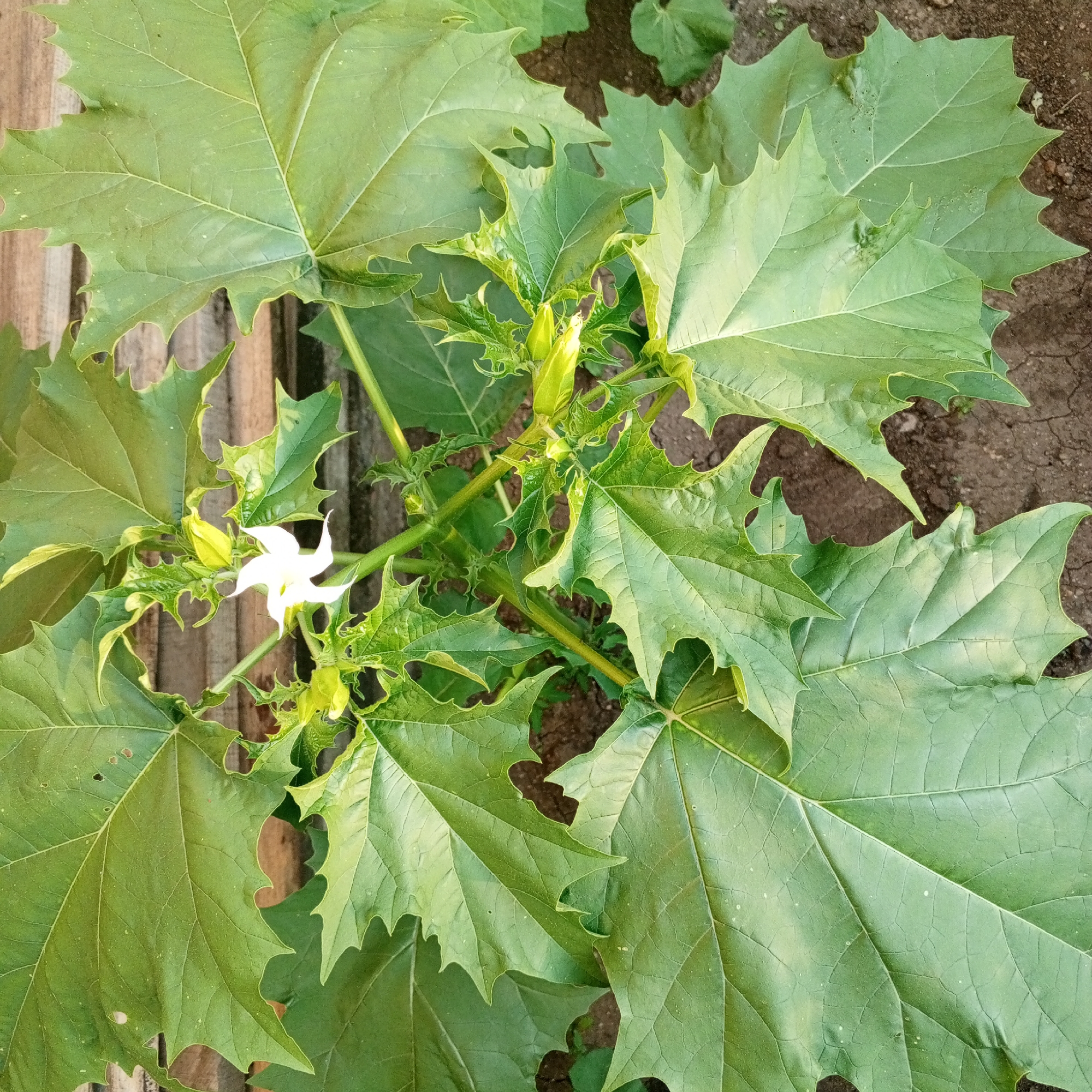 The image is a close-up, top-down view of a flowering plant with large, green, lobed leaves and a single white, star-shaped flower. The plant appears to be growing in soil, with some wooden elements visible in the background on the left, possibly part of a fence or garden structure. Several green buds are also present on the plant. The lighting suggests it is daytime. The specific location in Sayanogorsk, Russia, is not discernible from the image itself.