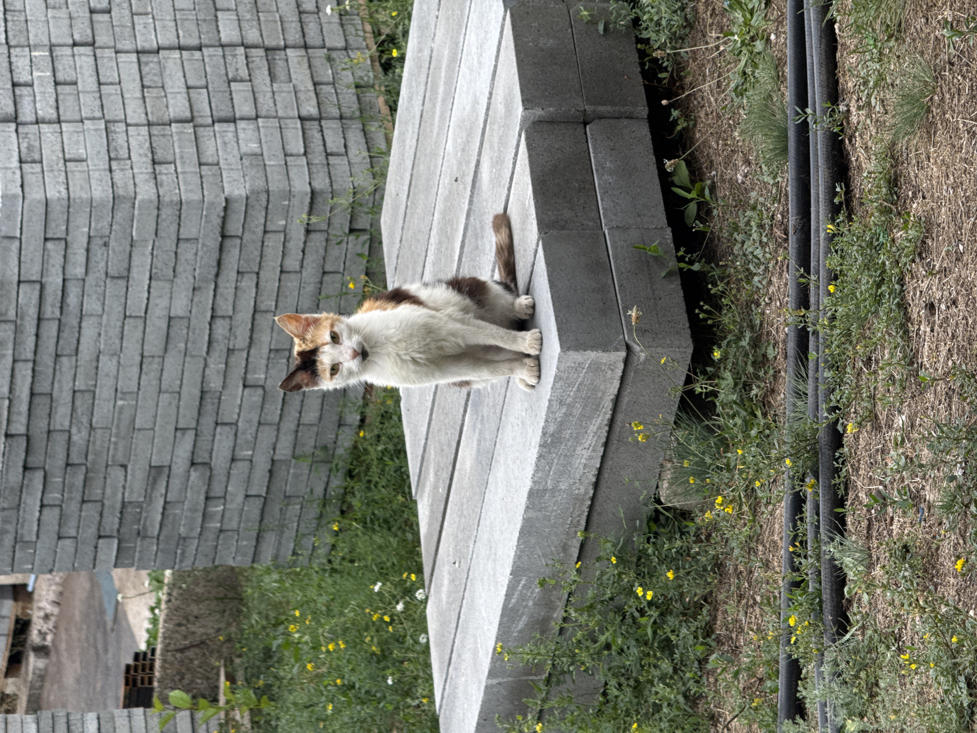 A medium shot captures a calico cat sitting upright on a stack of rectangular concrete slabs. The cat is predominantly white with patches of brown and black fur on its head, back, and tail. Its eyes are open and looking towards the viewer. The concrete slabs are arranged in two layers, with the top layer being wider than the bottom. In the background, a tall stack of similar concrete blocks forms a wall-like structure, partially obscuring another stack of what appear to be wooden pallets. Green grass and small yellow wildflowers are scattered around the scene, growing between the concrete slabs and in the foreground. Three black pipes lie horizontally on the ground in the lower part of the frame. The overall setting appears to be an outdoor construction or storage area, possibly in Seleznivka, Ukraine.