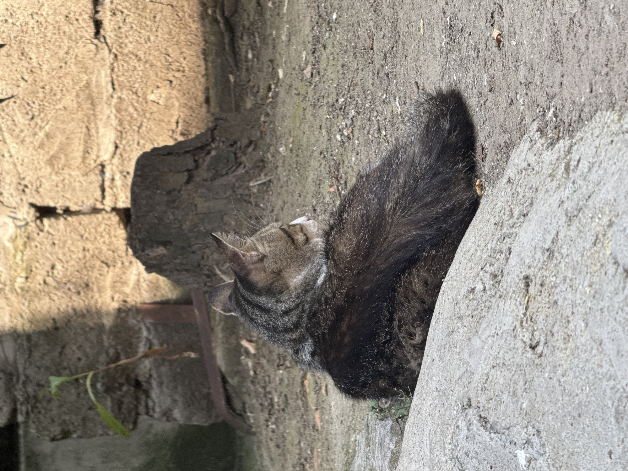 This media file, taken in Tbilisi, Georgia, features a tabby cat in an outdoor setting. The cat is the central subject, positioned partially behind a large, light-colored rock, obscuring its full body. Its fur is a mix of dark gray and brown stripes, with some lighter highlights. The cat's head is turned to the left, and its mouth is slightly open, possibly in a yawn or a vocalization. Its ears are perked up, indicating alertness.
The scene appears to be a rough, earthy ground surface with scattered debris, suggesting an unkempt or natural area. To the left of the cat, a rough, textured wall or embankment is visible, with a dark, rough-hewn wooden post or stump situated in front of it. A thin green sprout is growing near the base of the wall. The lighting suggests it is daytime, with sunlight casting shadows, particularly a prominent shadow from the cat onto the ground. The overall atmosphere is quiet and still, with the cat appearing relaxed or perhaps pausing. There are no visible text elements in the media.