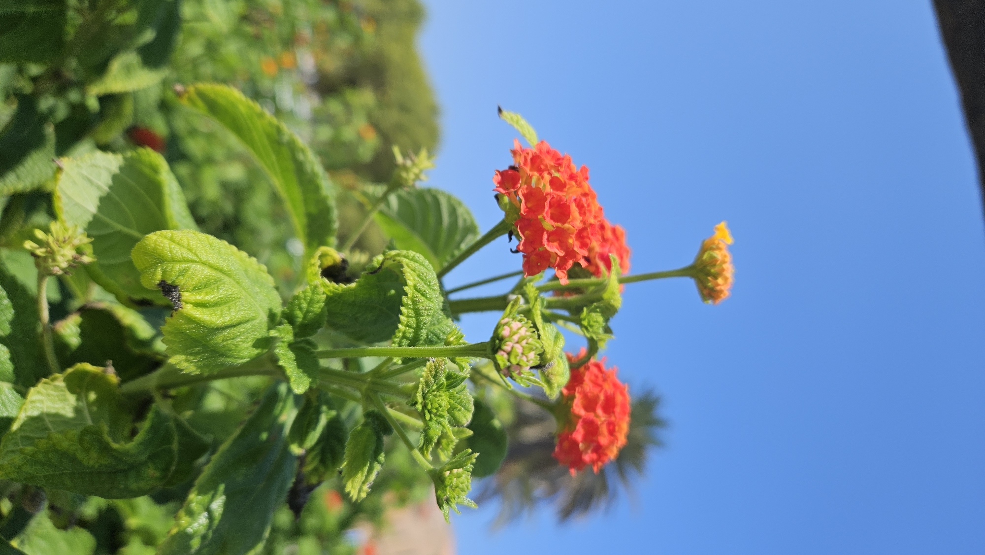 This is a close-up, low-angle, vertical shot of orange Lantana flowers and buds against a clear blue sky. The flowers are clustered and vibrant, with some petals showing yellow tips. Green leaves with a slightly rough texture surround the flowers, and some leaves have small black insects on them. In the background, out of focus, are trees and a palm tree, suggesting an outdoor setting in a place with a warm climate. The lighting indicates a sunny day. This scene could be found in a garden or park in L'Île-Rousse, France, known for its Mediterranean climate and lush vegetation.