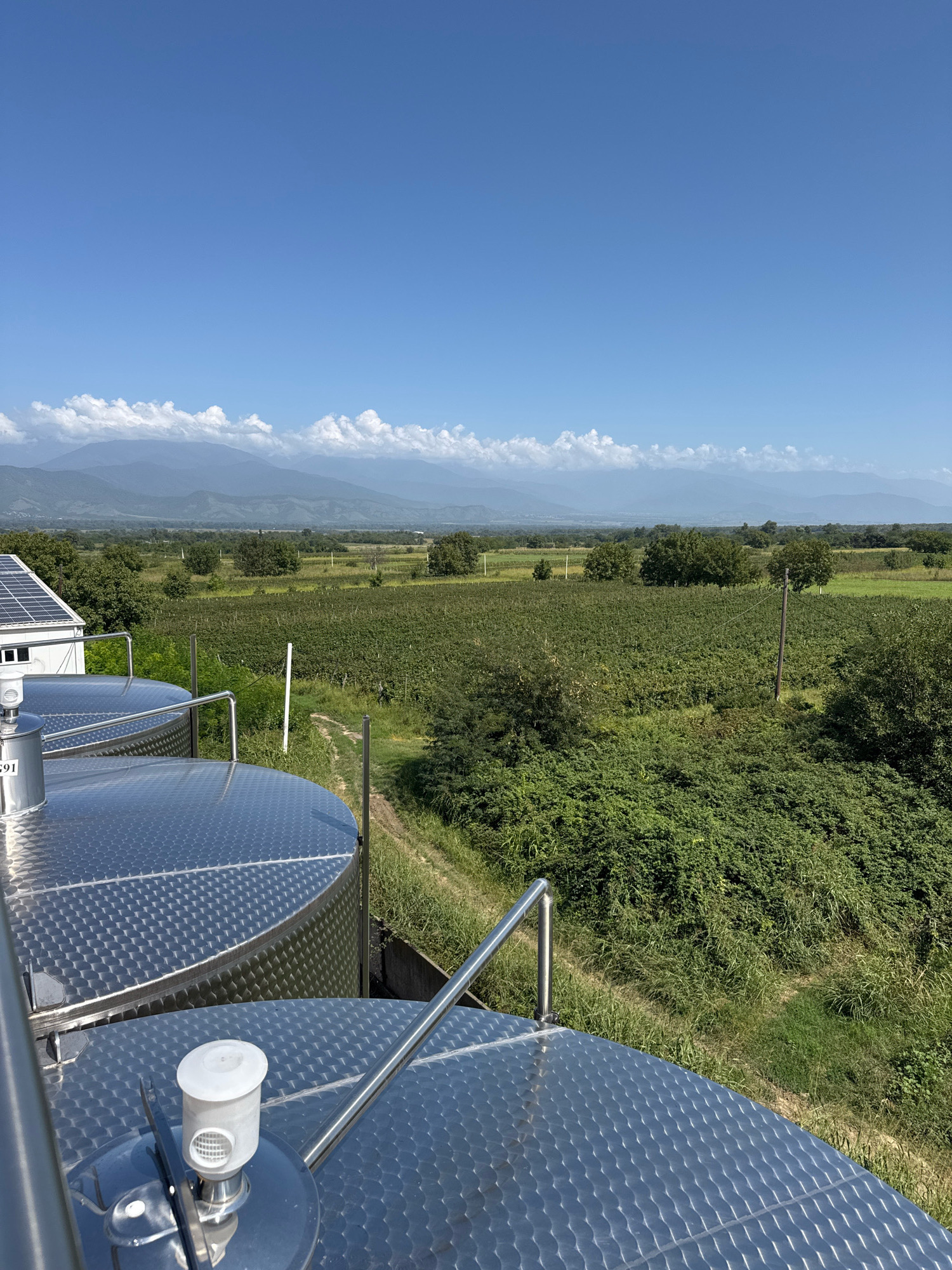 This is a medium shot, taken from an elevated perspective, looking out over a vineyard and a distant mountain range under a clear blue sky with scattered white clouds. In the foreground, two large, stainless steel fermentation tanks are visible, their textured lids reflecting the sunlight. One tank has a white valve or vent cap on its surface and the number "591" is visible on its side. A white building with a solar panel array on its roof is situated to the left of the tanks. The midground is dominated by lush green vineyards and other vegetation, with a dirt path winding through them. A solitary wooden pole stands in the middle of the vineyard. In the background, a hazy mountain range stretches across the horizon, its peaks softened by distance and a light cloud cover. The scene suggests a rural winery or agricultural setting in Kurdghelauri, Georgia.