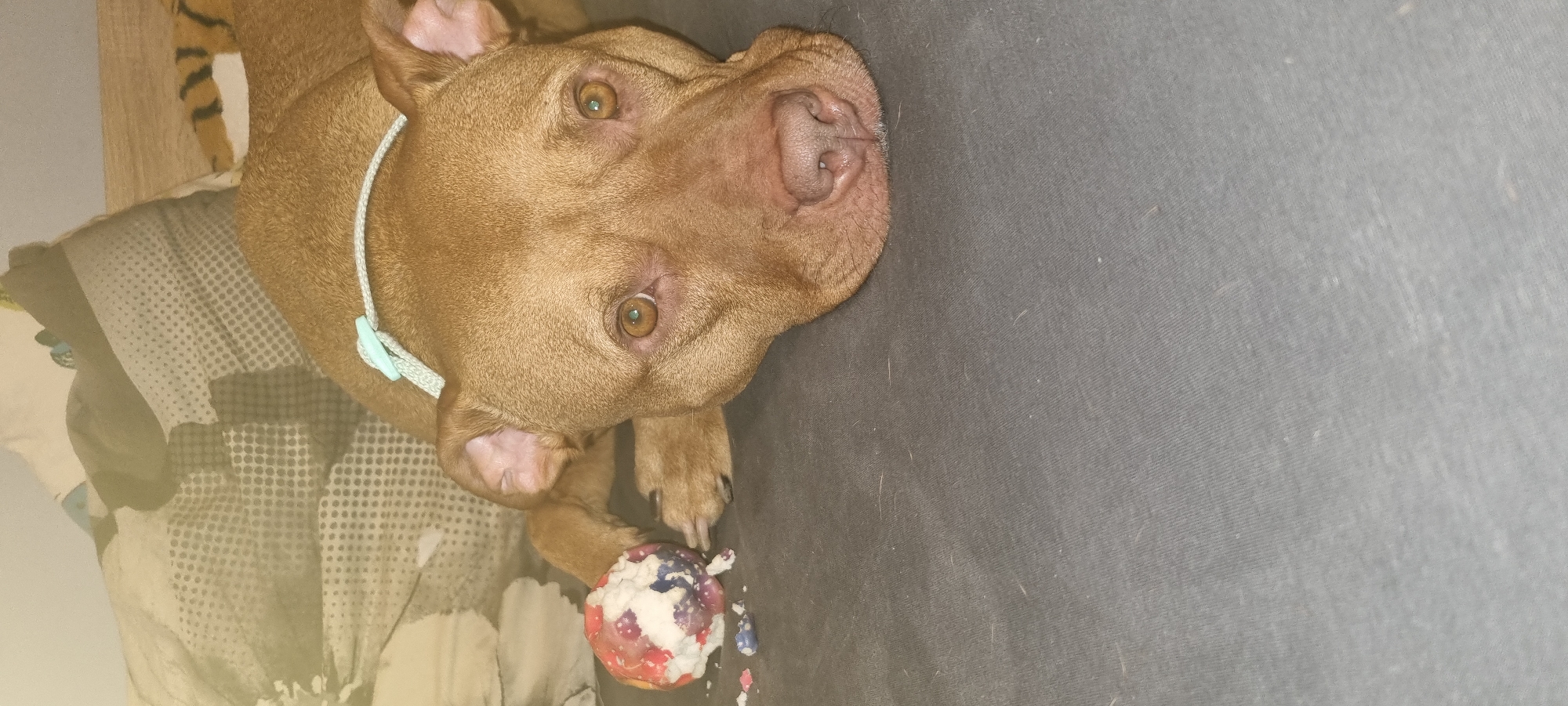 A brown pitbull-type dog is laying on a bed. The dog has a light blue collar. The bed has a gray blanket. The dog is next to a partially destroyed red, white, and blue ball. The setting appears to be indoors. There is no information to indicate the location is in Sofia, Bulgaria.