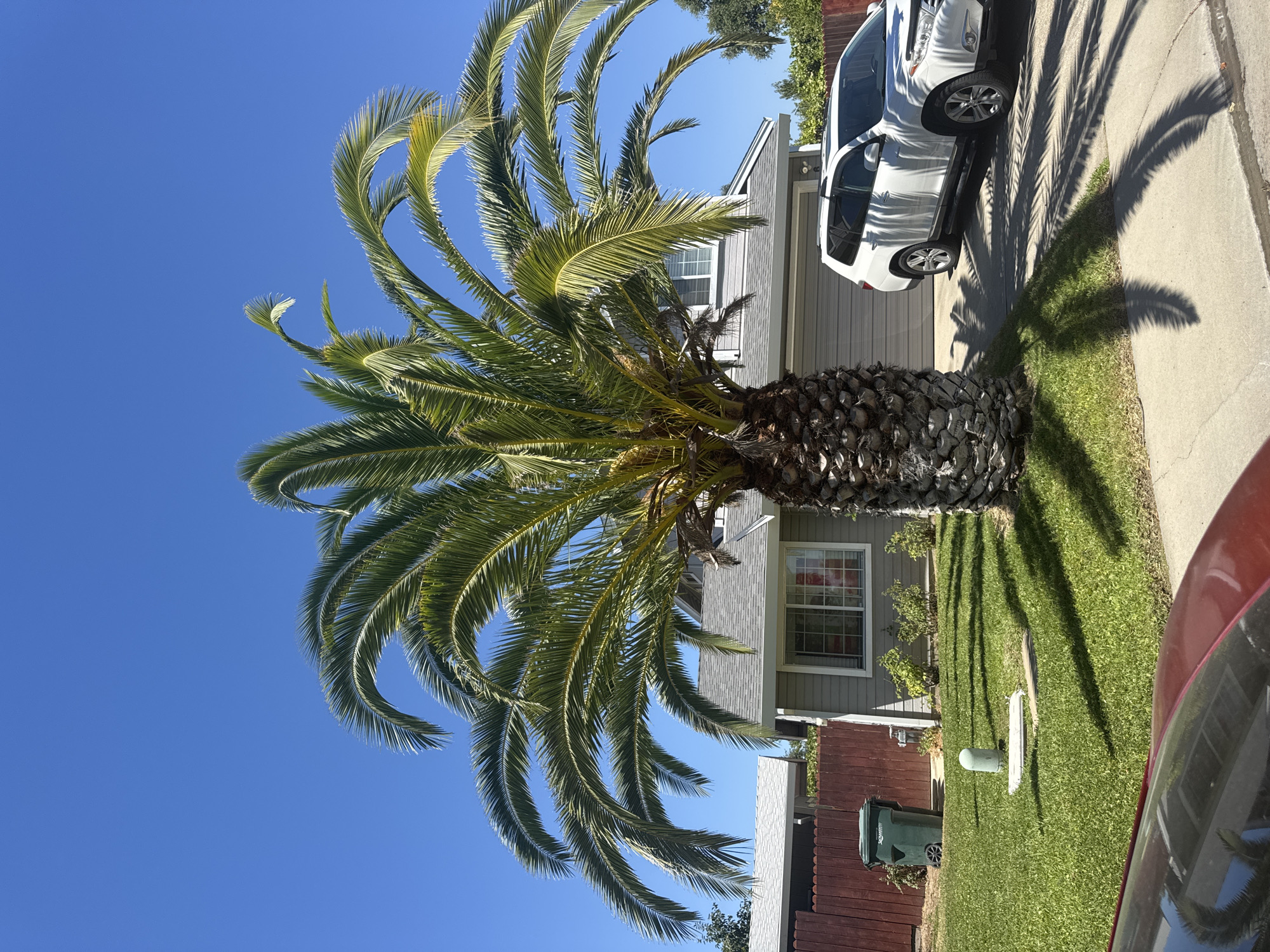 In Rio Linda, California, a mature palm tree dominates the foreground of a residential scene. Its fronds cast dappled shadows across a manicured green lawn and a concrete driveway. A white SUV is parked in the driveway, adjacent to a closed garage door. The house, with grey siding and a grey shingled roof, has a prominent window facing the street. A dark brown wooden fence encloses the yard, and a green trash bin is visible near the fence. The sky is a clear, vibrant blue.