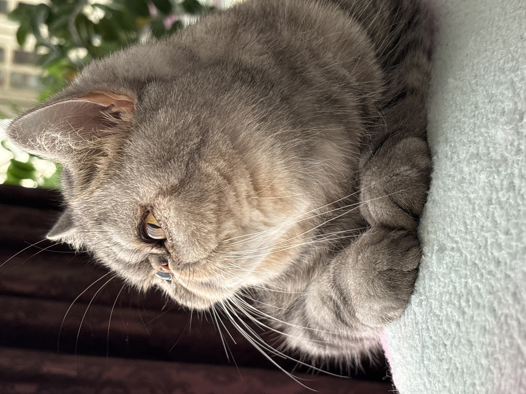 A grey-brown tabby Exotic Shorthair cat is captured in a close-up, side-profile view, resting on a light blue textured surface. The cat's distinctive flat face, short snout, and prominent orange-yellow eyes are directed towards the left side of the frame. Its front paws are tucked beneath its chest. The background features a blurred dark reddish-brown curtain on the left and blurred green foliage from an indoor plant and a window frame on the right, indicating an interior residential setting near a window. Natural light illuminates the scene. This scene is located in Chaikovsky, Russia.