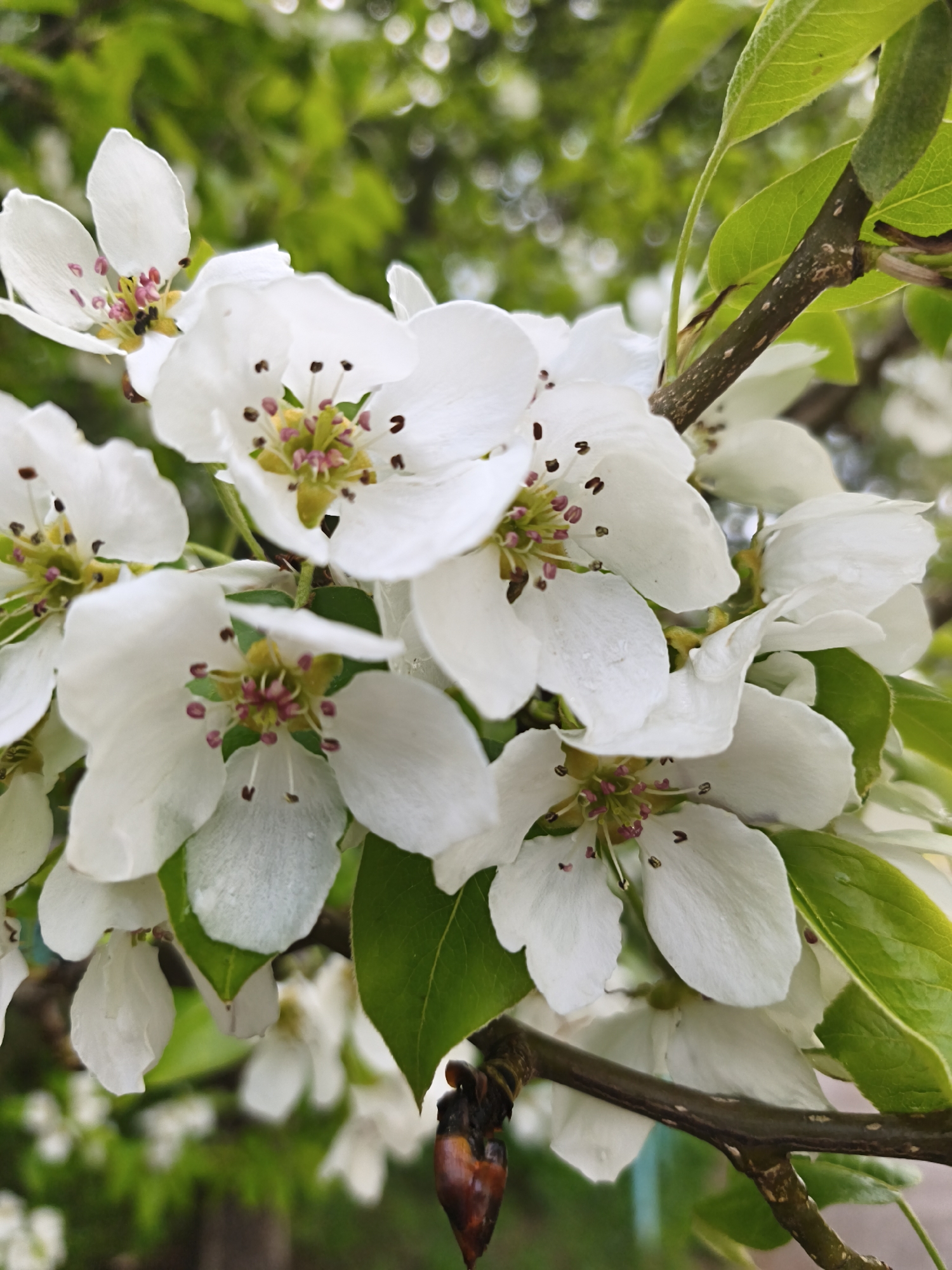 The image features a close-up shot of a cluster of white flowers, likely from a pear or apple tree, in full bloom. The flowers have five petals each, with dark brown anthers and pink stigmas in the center. Green leaves are interspersed among the flowers, indicating a healthy tree. A branch with a textured, brown bark supports the flowers. The background is blurred, suggesting a garden or park setting with other trees and foliage. While the city of Chaikovsky, Russia is mentioned, this information isn't discernible from the visual content.