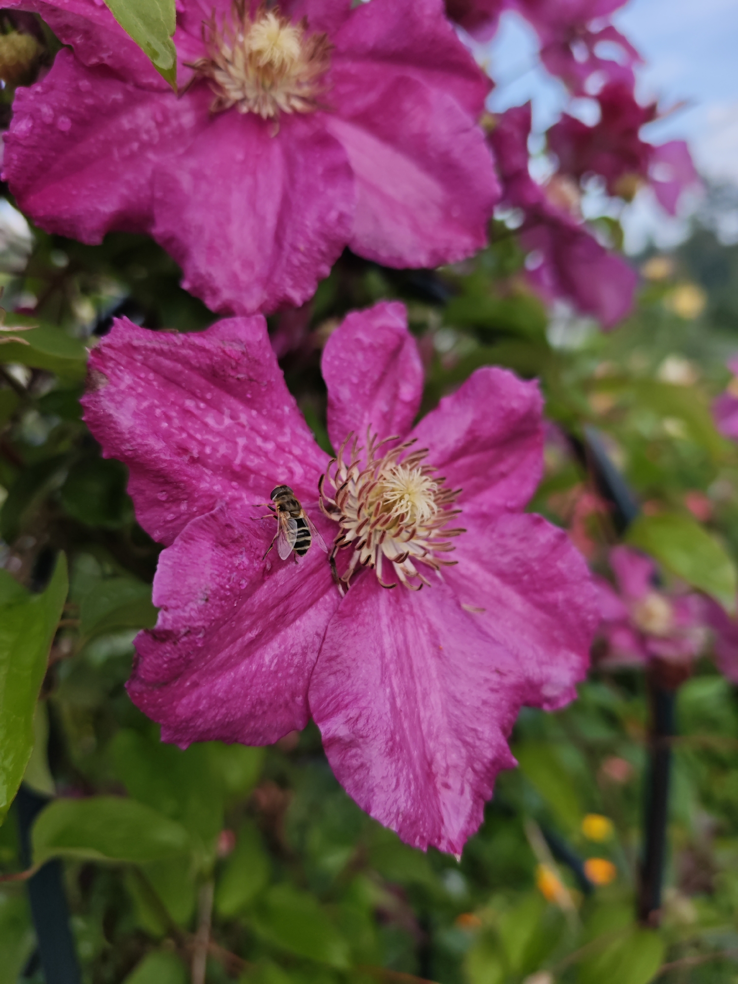 A hoverfly, identified by its striped abdomen and slender body, is perched on a vibrant magenta clematis flower. The flower, with its delicate, crinkled petals and prominent, fuzzy yellow center, is covered in tiny water droplets, suggesting recent rainfall or dew. Another clematis flower, partially in focus, blooms above and to the left. The background is a soft blur of green foliage and hints of yellow and orange flowers, creating a natural, garden setting. The overall scene is a close-up shot, emphasizing the intricate details of the insect and the flower.