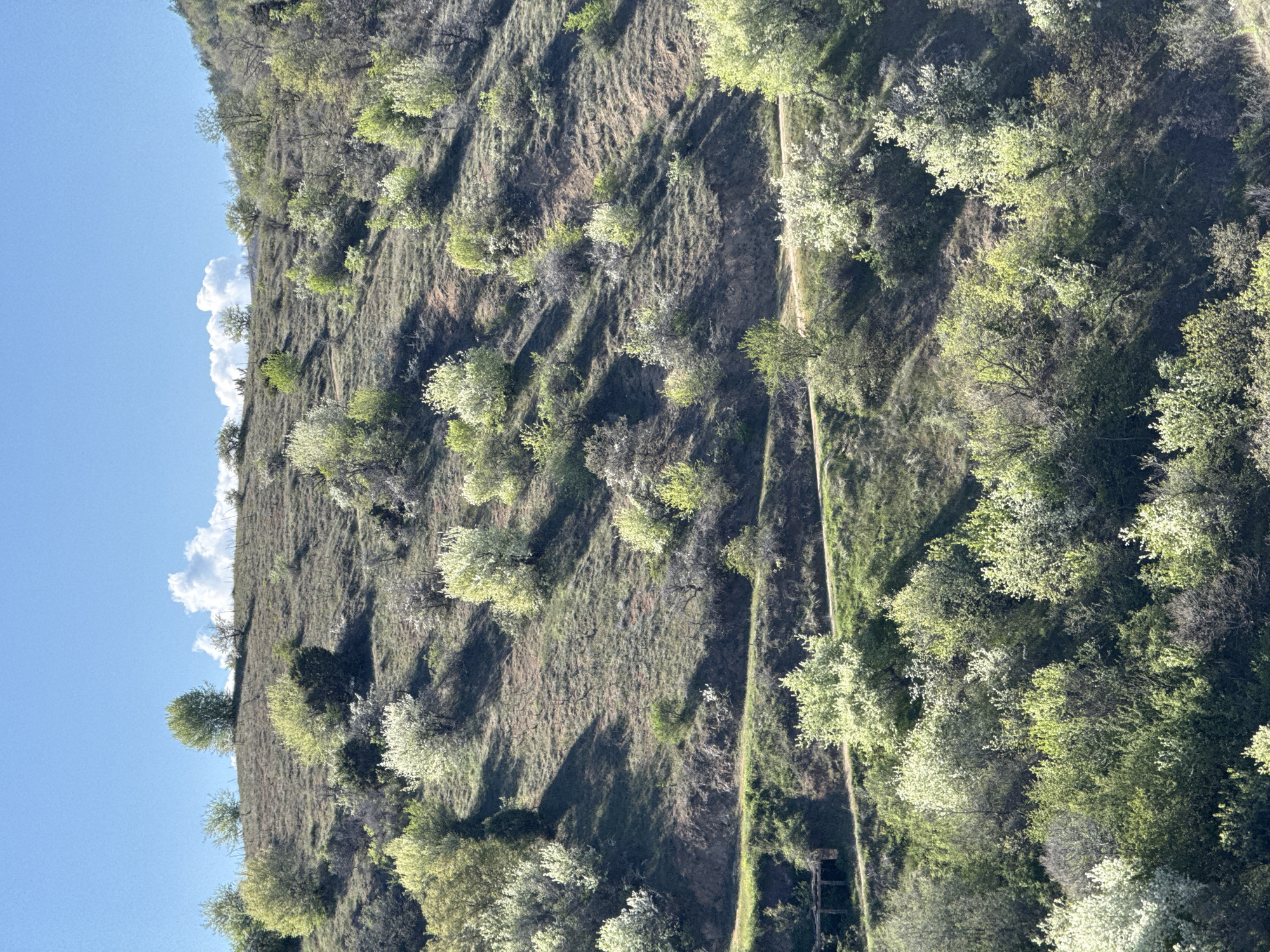 The image presents a hillside landscape near Tsarvishte, Bulgaria. The hill's surface is covered with dried grass and dotted with trees displaying spring foliage and white blossoms. A narrow path traverses the slope from the lower right towards the upper center. In the upper left corner, a section of blue sky is visible with a few scattered white clouds. The overall scene is bathed in sunlight.