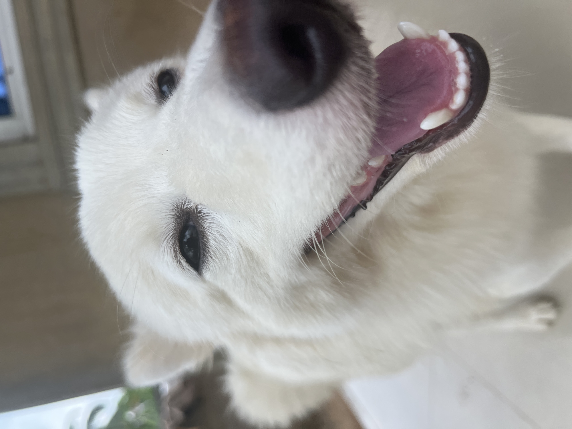 A low-angle, close-up photograph focuses on a white dog. The dog's face is prominently featured, with a large, black nose in the foreground. The dog's mouth is open, revealing pink gums and white teeth. The dog's fur appears to be medium-length. The background is blurred, but glimpses of a window and foliage are visible. The photograph does not contain information about Ikot Ekpene, Nigeria.