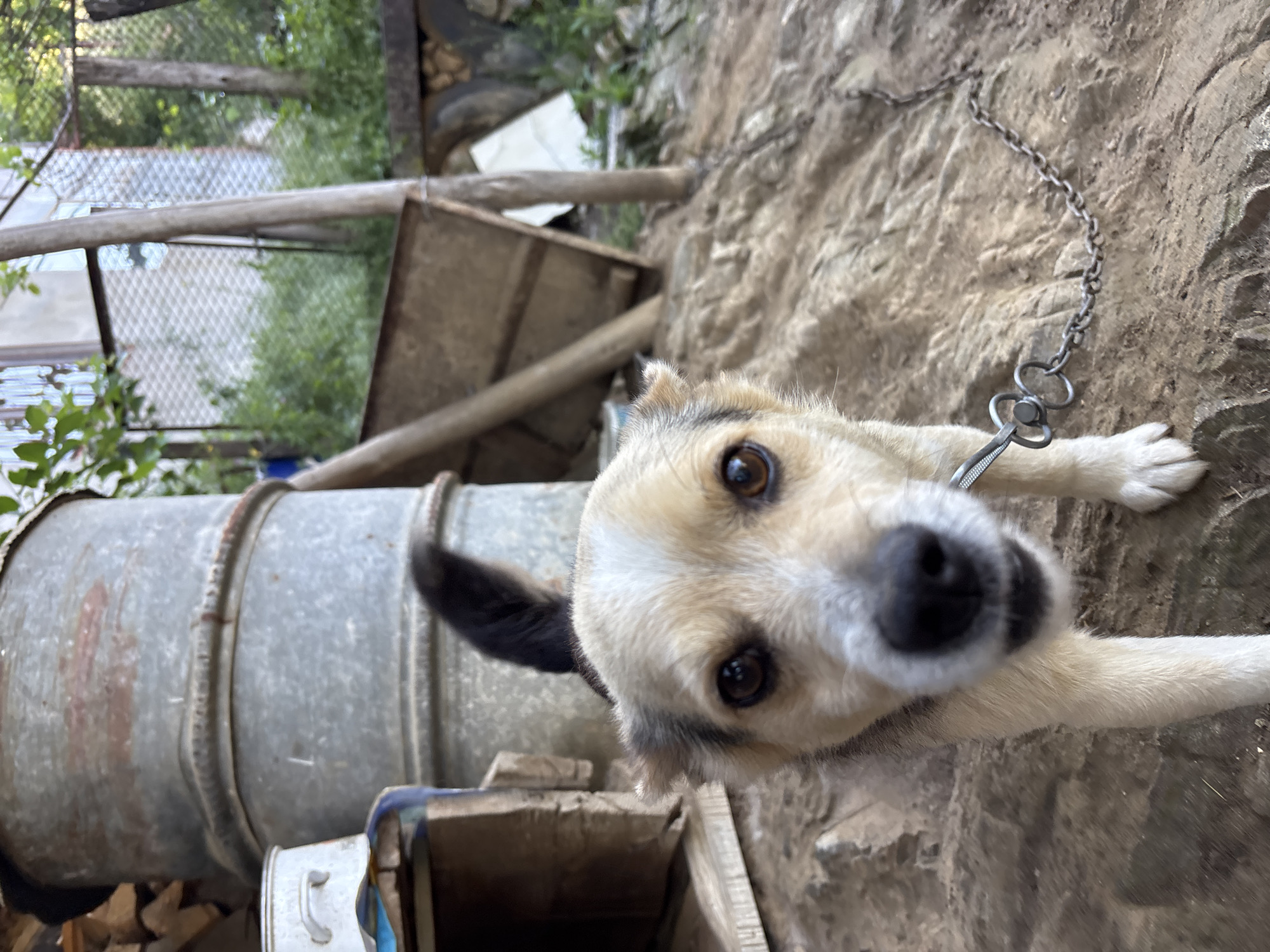 The image shows a dog with light beige and white fur, and dark brown eyes. The dog is on a metal chain leash and is standing on a rough, textured stone surface. Behind the dog, there is a large, cylindrical metal container, possibly a water tank, and some stacked firewood. In the background, there is vegetation and a wooden structure, possibly part of a fence or shed. The location is Zlatograd, Bulgaria.