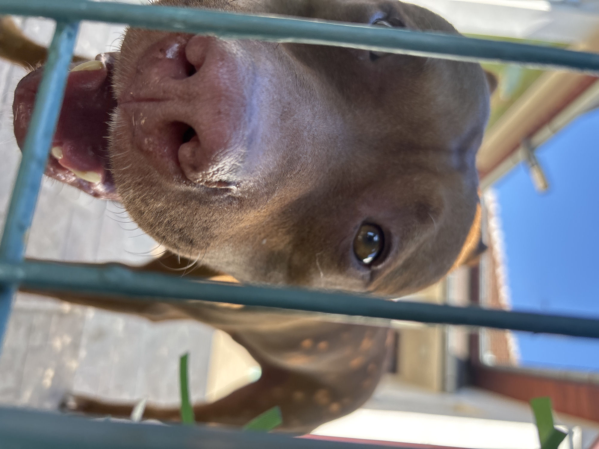 A close-up, low-angle photograph shows the face of a brown dog pressed against a green metal cage. The dog's mouth is slightly open, revealing teeth and pink gums. Its nose is large and pink, with visible texture. One eye is in focus, revealing a brown iris and a dark pupil. The dog's brown fur is short and smooth. The cage is made of metal bars arranged in a grid. Through the cage, in the background, there is a blurry view of a building exterior with a blue sky visible above the building. The location is presumed to be in Lom, Bulgaria. There are a few green blades of grass near the bottom of the image.