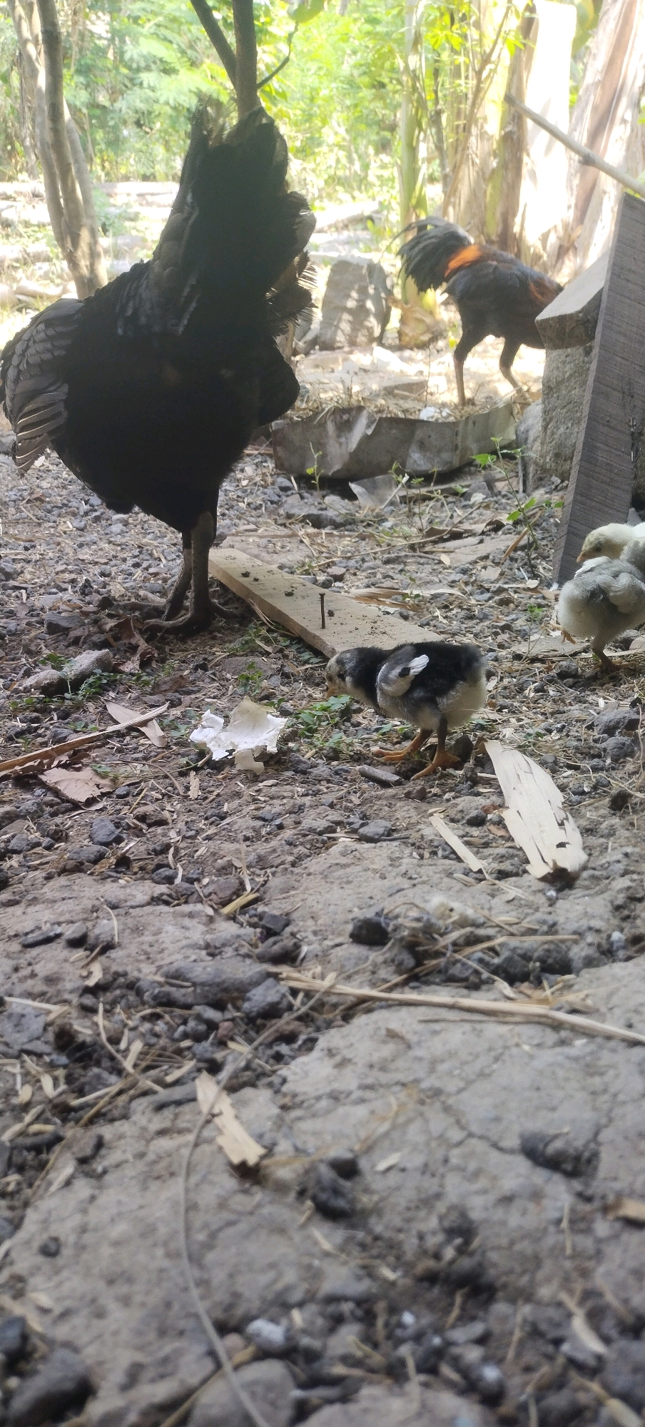 The image depicts a rural scene in Daleman, Indonesia, likely a backyard or farm area. In the foreground, a large black chicken stands on a dirt ground covered with small stones, dry leaves, and scattered debris. To its right, a small black and white chick pecks at the ground. Further in the background, a rooster with orange and black plumage walks away from the viewer. Several other small chicks, appearing light gray and yellow, are visible in the middle ground. The environment consists of natural vegetation, trees, and some man-made structures including wooden planks and concrete blocks. The lighting suggests it is daytime with sunlight filtering through the foliage.