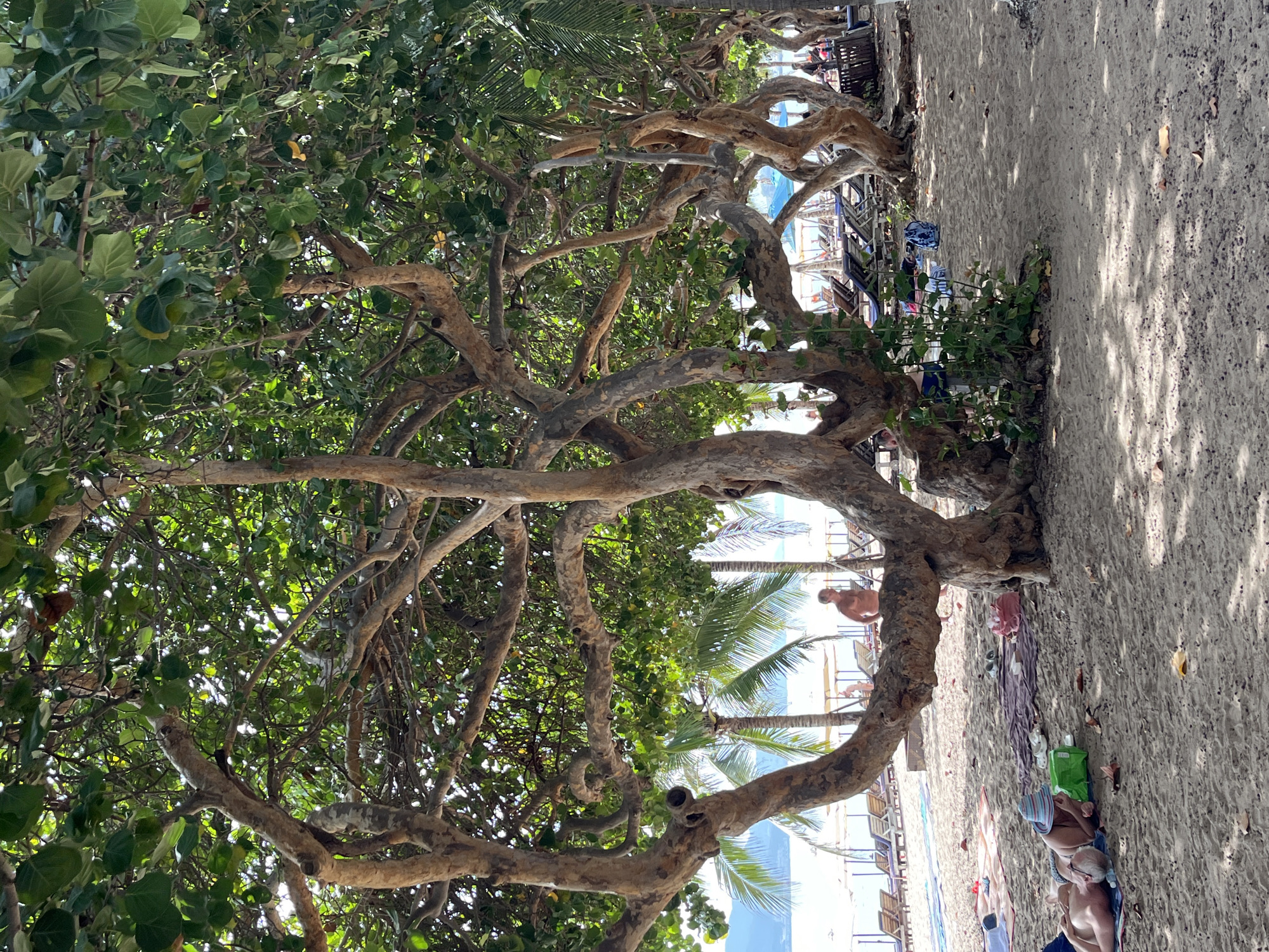The image depicts a tropical beach scene in Nha Trang, Vietnam. In the foreground, several large, gnarled trees with thick trunks and spreading branches provide shade over a sandy beach. The sand is dotted with fallen leaves and scattered objects.
Several people are visible. In the lower left, two individuals are lying on towels. One person, wearing a striped hat, is seated and appears to be eating or examining something on a green bag. The other person, lying next to them, is partially visible. Further back, a shirtless man stands near a row of beach loungers. Other beachgoers and umbrellas are discernible in the mid-ground, with palm trees interspersed among them. The ocean and a distant coastline are visible beyond the beach amenities. The overall impression is a leisurely day at a popular beach resort.