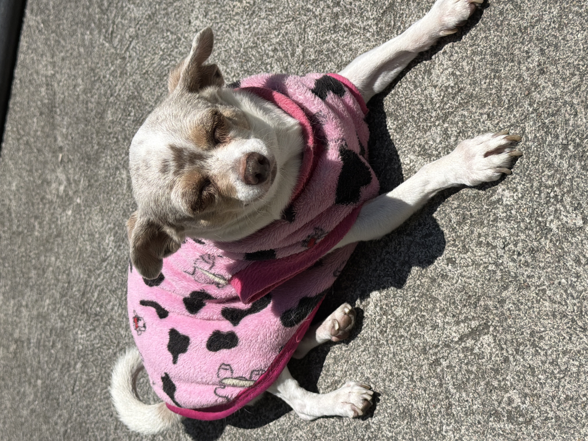 A small, grey and white Chihuahua dog lies on a concrete surface. It is wearing a pink sweater with black spots. The dog is positioned at an angle in the frame, with its head facing the upper left and its body angled towards the lower right. Its eyes are closed. The concrete surface is textured and grey. A shadow is cast to the right of the dog. The location is unspecified in the prompt, and therefore cannot be provided in the description.
