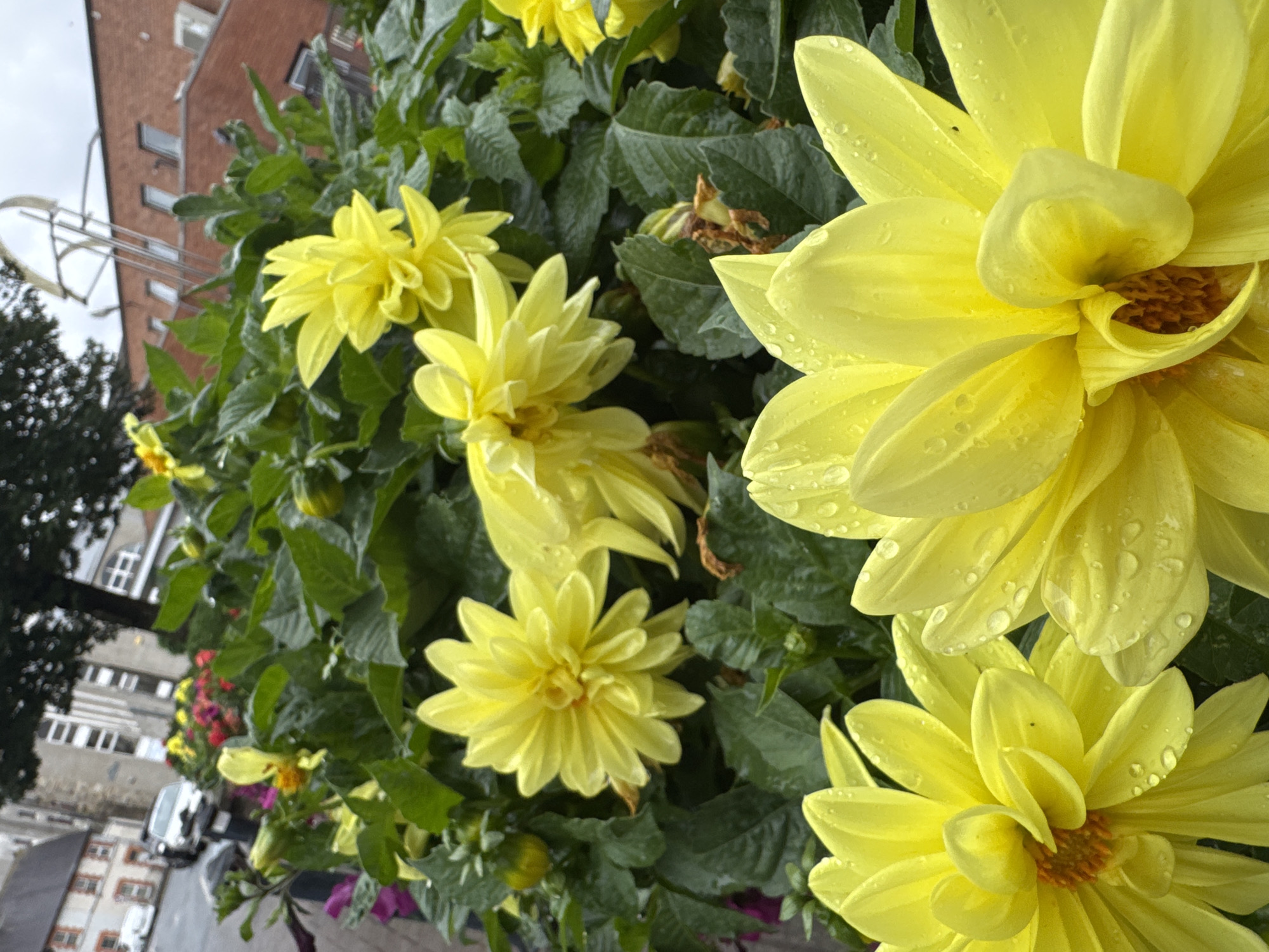 A close-up, eye-level shot showcases a cluster of vibrant yellow dahlia flowers in the foreground, many adorned with water droplets. Behind the flowers, a blurred cityscape emerges, featuring red brick buildings, a grey multi-story building with white-framed windows, and a tree with dark foliage. In the background, a street is visible with parked cars, suggesting an urban setting. The presence of flowers in planters and the architectural style of the buildings suggest a public space within the town of Clonmel, Ireland. The sky appears overcast.