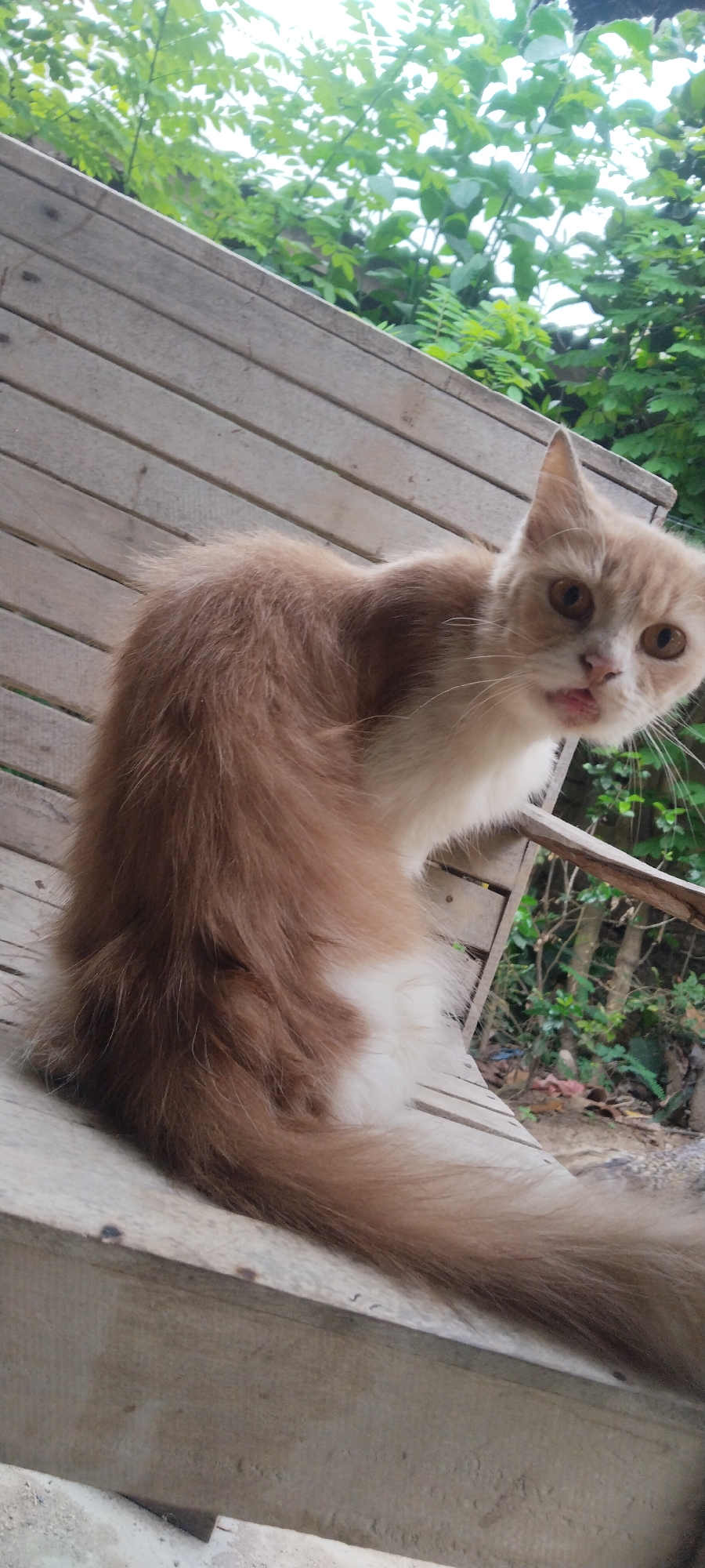 A light brown and white cat with green eyes is perched on a wooden bench outdoors. The cat is looking towards the camera with its tongue slightly sticking out. The background consists of lush green foliage. The image appears to have been taken in Blangjruen, Indonesia.