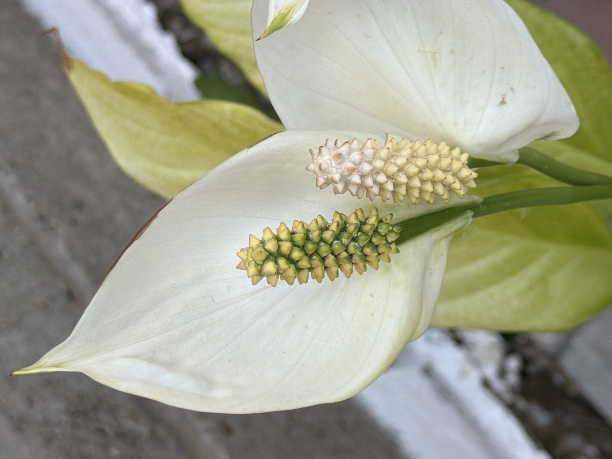 This image presents a close-up, eye-level view of two Peace Lily (Spathiphyllum) inflorescences against a blurred, muted background. The prominent structure on the left features a large, boat-shaped white spathe with distinct parallel venation. The spathe terminates in a pointed tip, which shows a subtle yellow-green tint, and a slight brown discoloration is visible along a portion of its upper right edge. Centrally positioned within this spathe is an erect, cylindrical spadix densely covered in numerous small, individual flowers exhibiting a vibrant yellow-green coloration.
To the right, a second, partially visible Peace Lily inflorescence displays another white spathe. Its central spadix is also cylindrical and covered in florets, but these are notably paler, presenting a creamy yellow to off-white hue, suggesting a more mature or desiccated state compared to the left spadix.
Behind and beneath the floral structures, several large, ovate leaves are visible. These leaves display a light green to yellowish-green color. Green stems support the flowers. The background on the upper left and far left consists of a textured, light gray surface, indicative of concrete or stone. Other background elements are out of focus, appearing as indistinct blurs of light green and darker tones. No people or animals are present. The scene is located in the city of Unknown, Unknown.