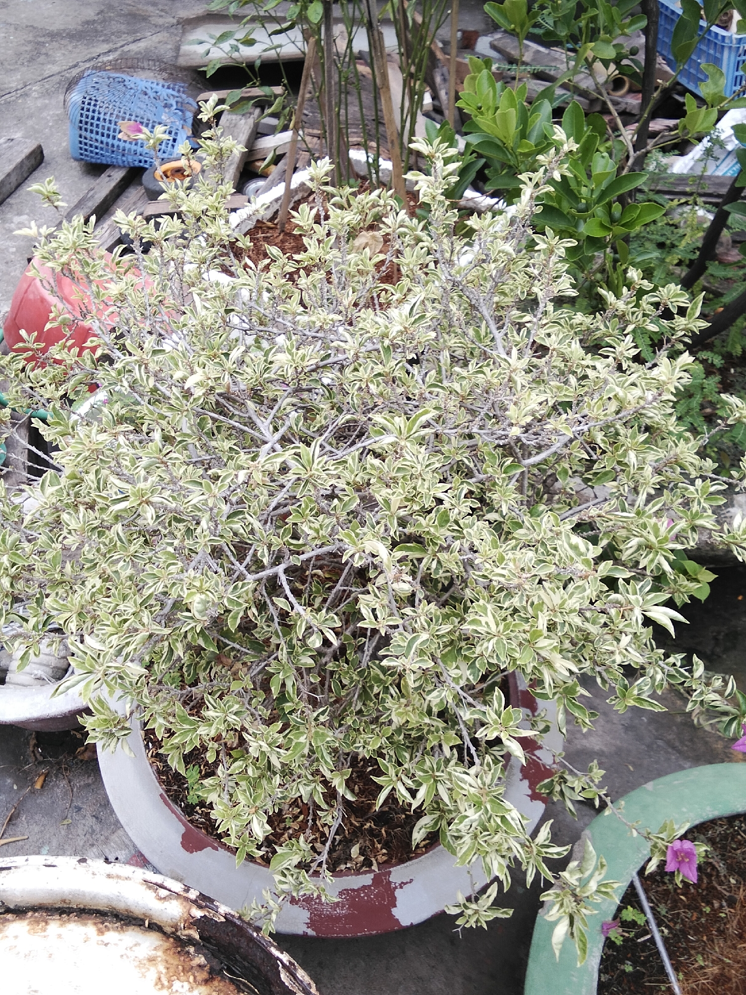The image depicts a close-up view of a variegated bougainvillea plant in a concrete pot with a red and grey trim. The plant has small, ovate leaves with green centers and white margins, and its woody branches are visible. The pot is situated on a concrete surface, possibly a patio or garden area. In the background, there are other plants, including some with larger green leaves, as well as various discarded items such as wooden planks, a blue plastic crate, and what appears to be a red plastic container. Further in the background, there is a hint of a tiled or concrete wall and some bamboo poles. The scene appears to be outdoors, with the lighting suggesting daylight. The overall impression is that of a slightly cluttered, informal outdoor space, perhaps a backyard or a neglected corner of a property. The location is specified as Phan Thiết, Vietnam.