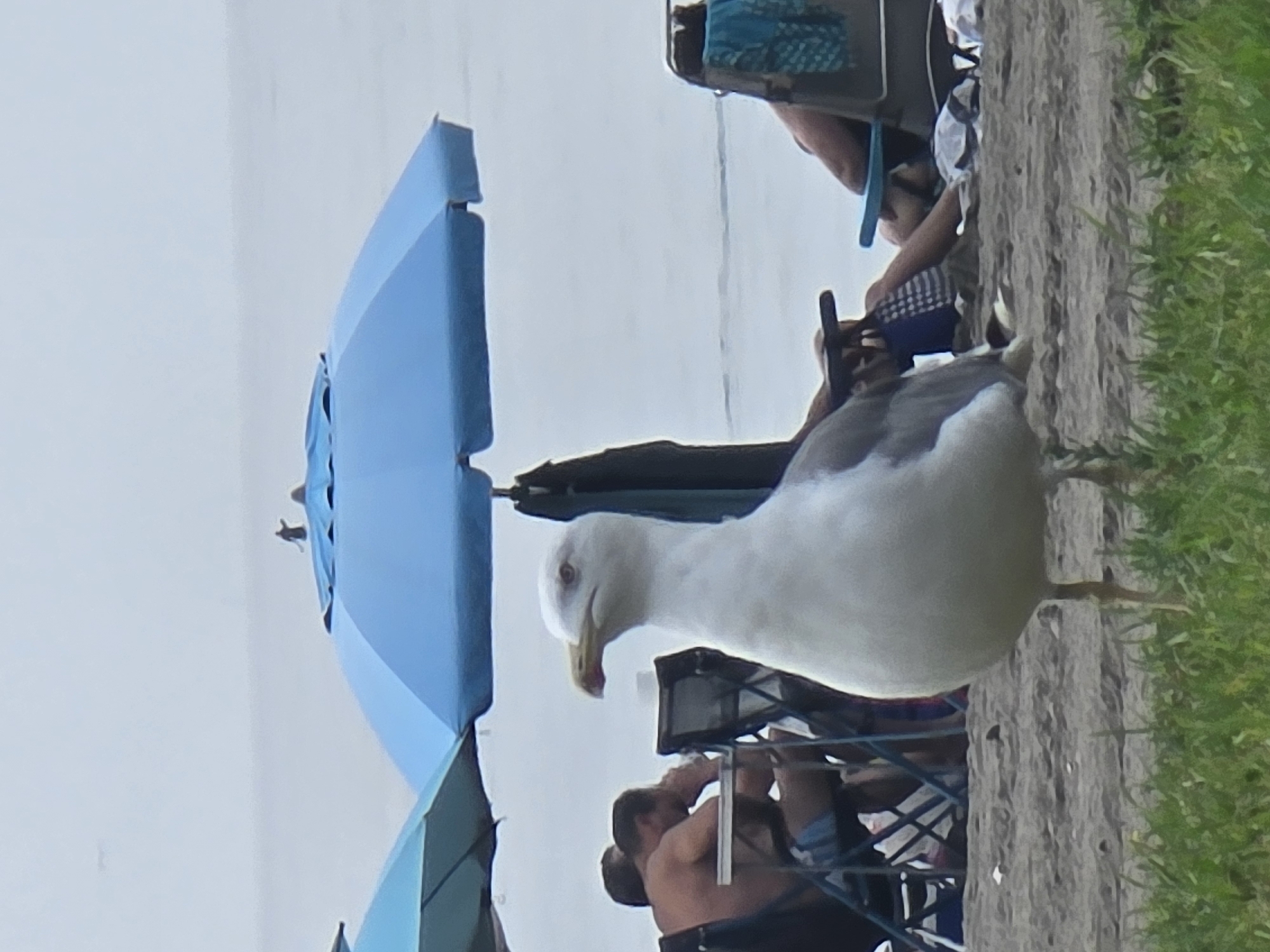 A close-up, medium shot captures a seagull in the foreground on a beach, with its body facing the camera and its head turned slightly to the left. The seagull is predominantly white with gray markings on its wings and back. In the background, several people are seated on beach chairs under blue umbrellas, some appearing to be in conversation. The sea is visible in the distance, with a hazy sky overhead. The scene suggests a typical day at the beach in Málaga, Spain.