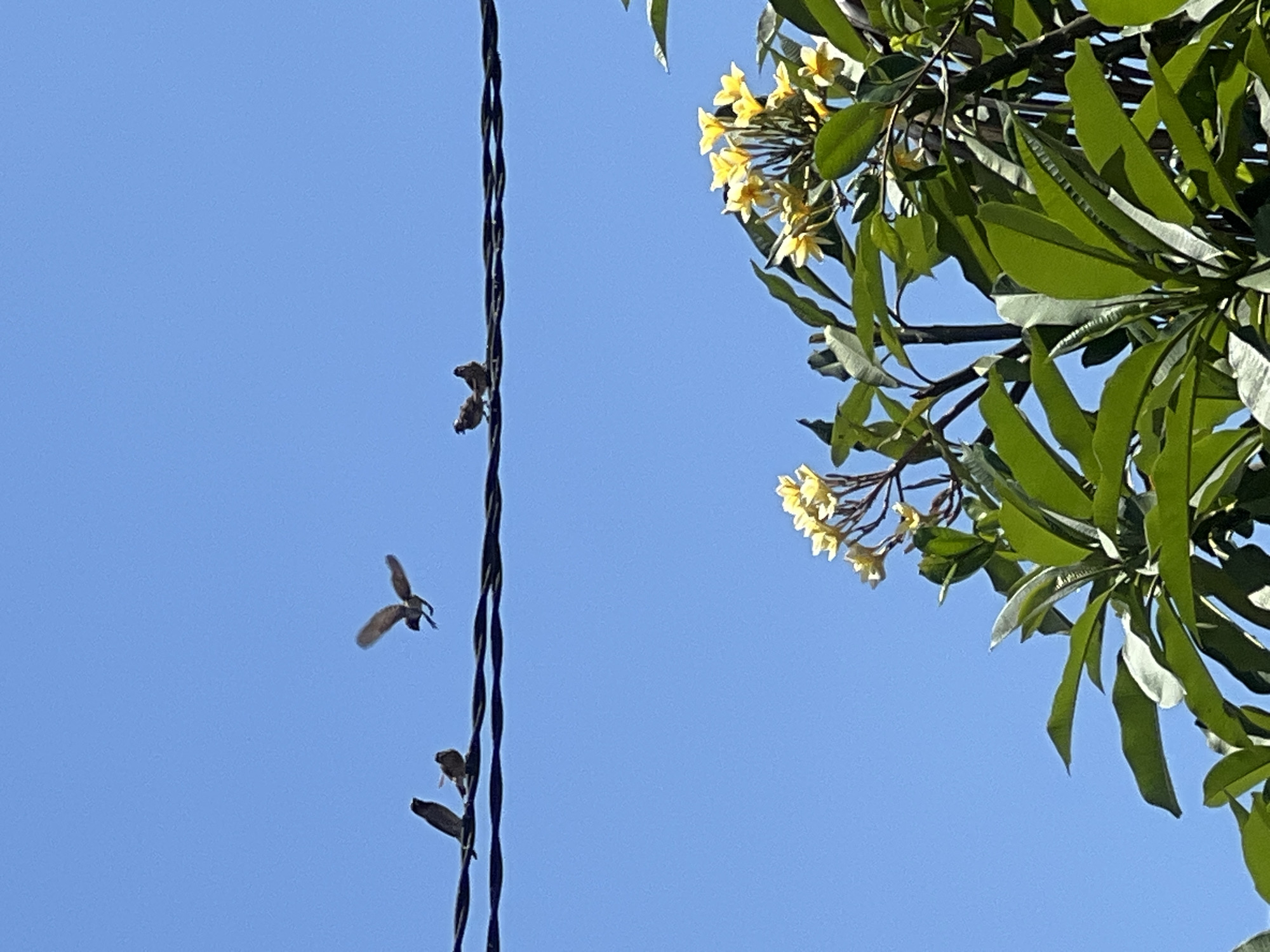 The image, taken in North Kuta, Indonesia, features a blue sky backdrop with a black electrical wire running vertically. Several birds perch on the wire, while one is in flight near it. In the upper right corner, a flowering tree with yellow blossoms and green leaves is visible.